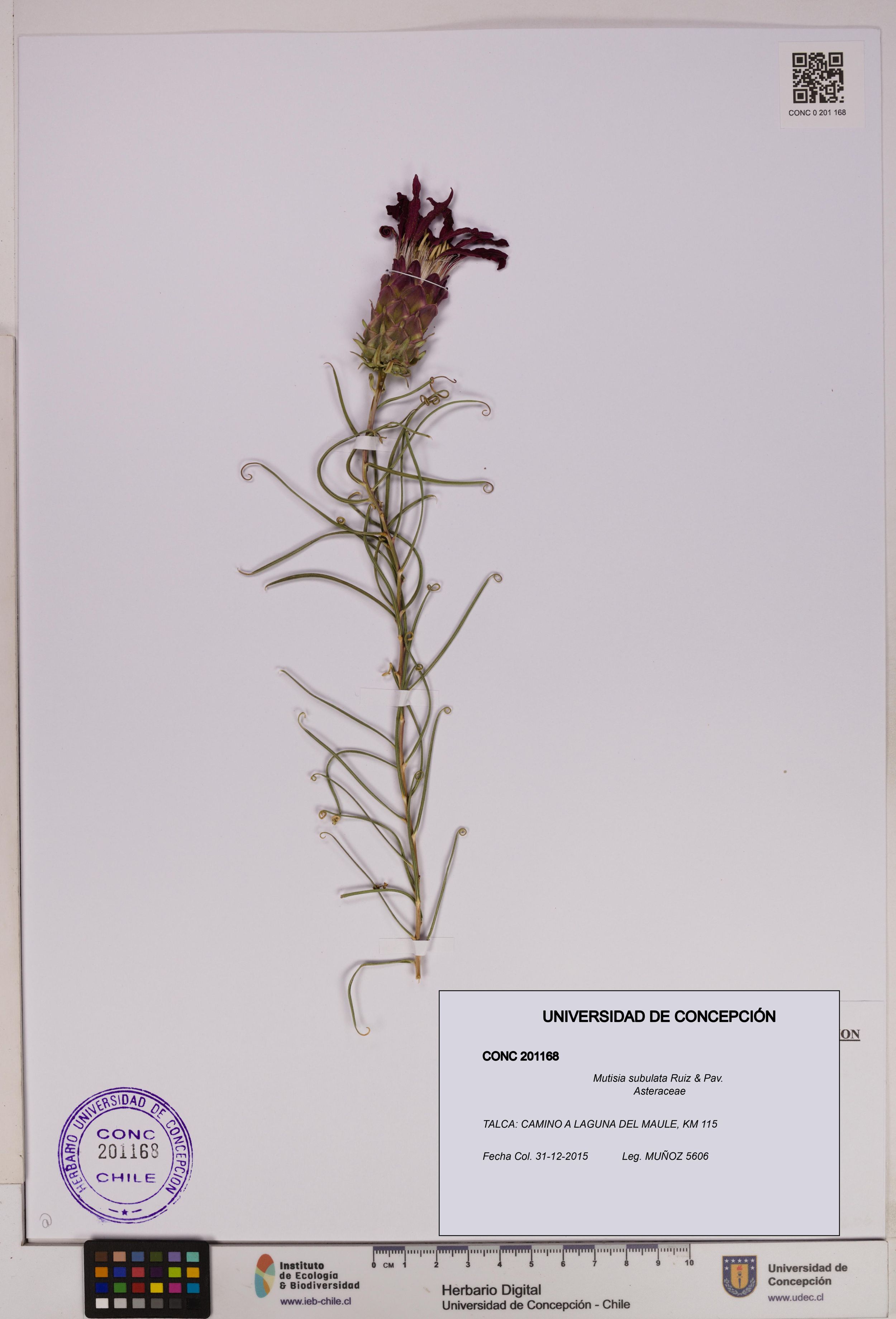 Mutisia subulata [Espécimen: ]