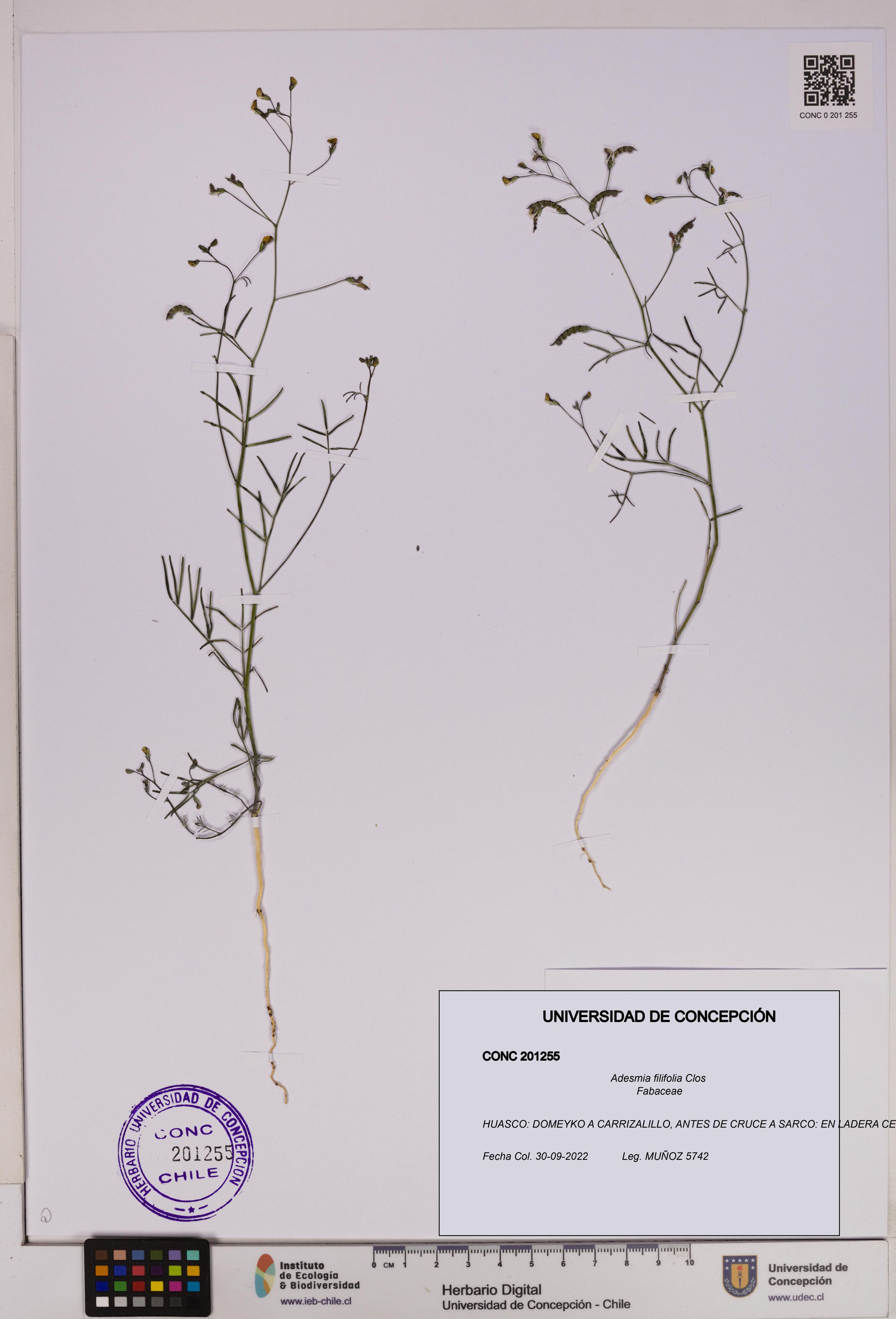 Adesmia filifolia [Espécimen: ]