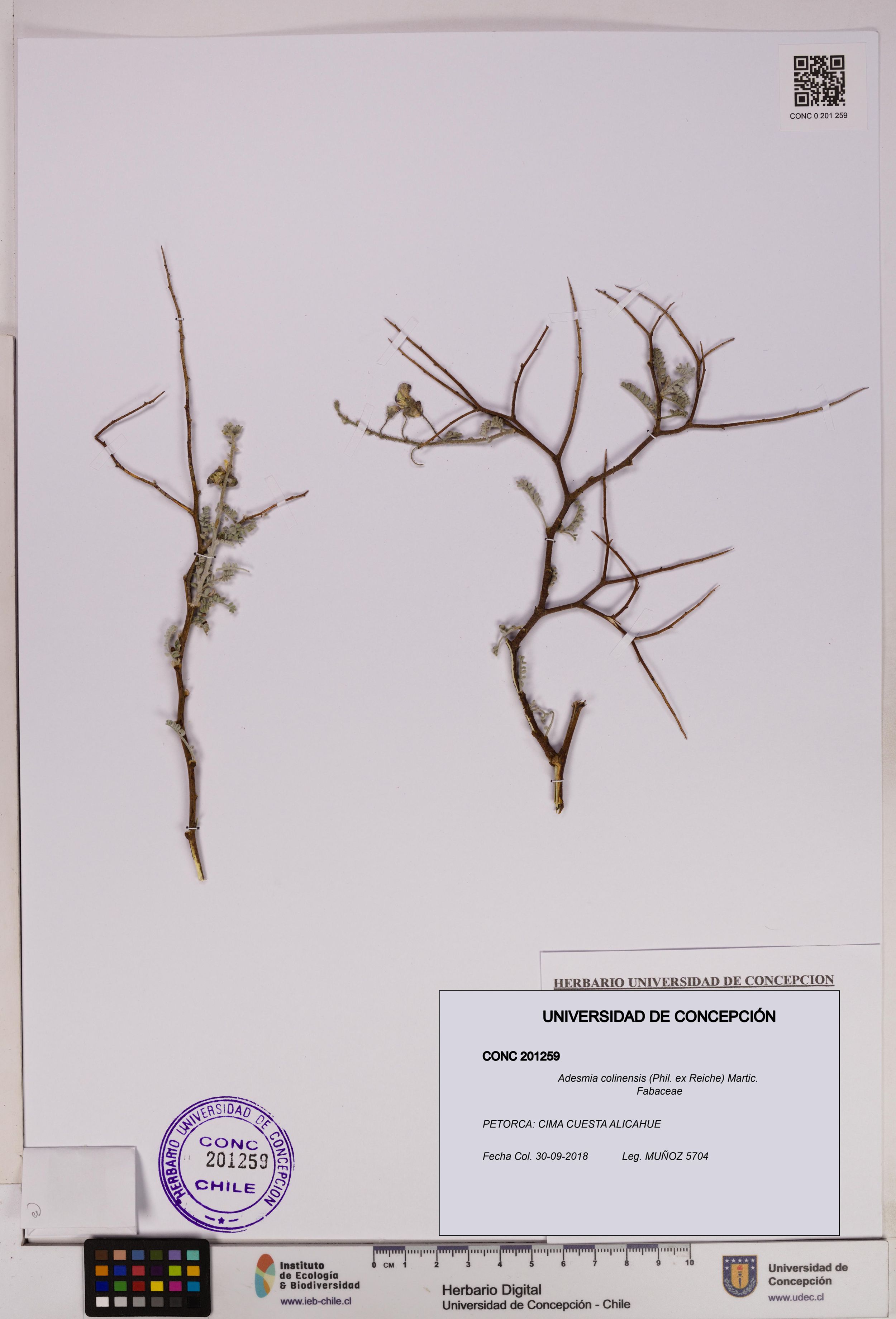 Adesmia colinensis [Espécimen: ]