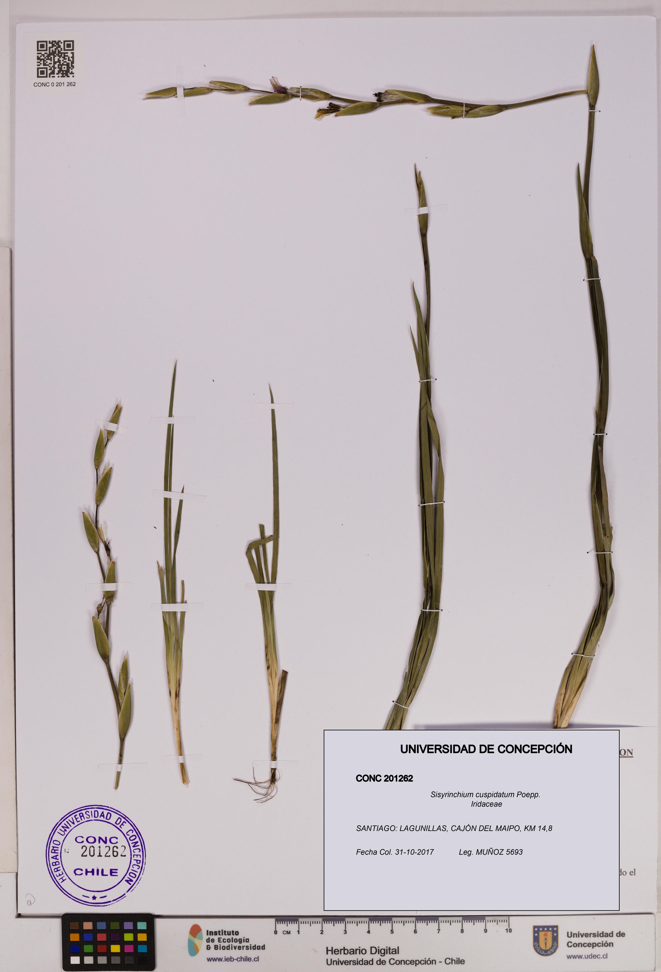 Sisyrinchium cuspidatum [Espécimen: ]