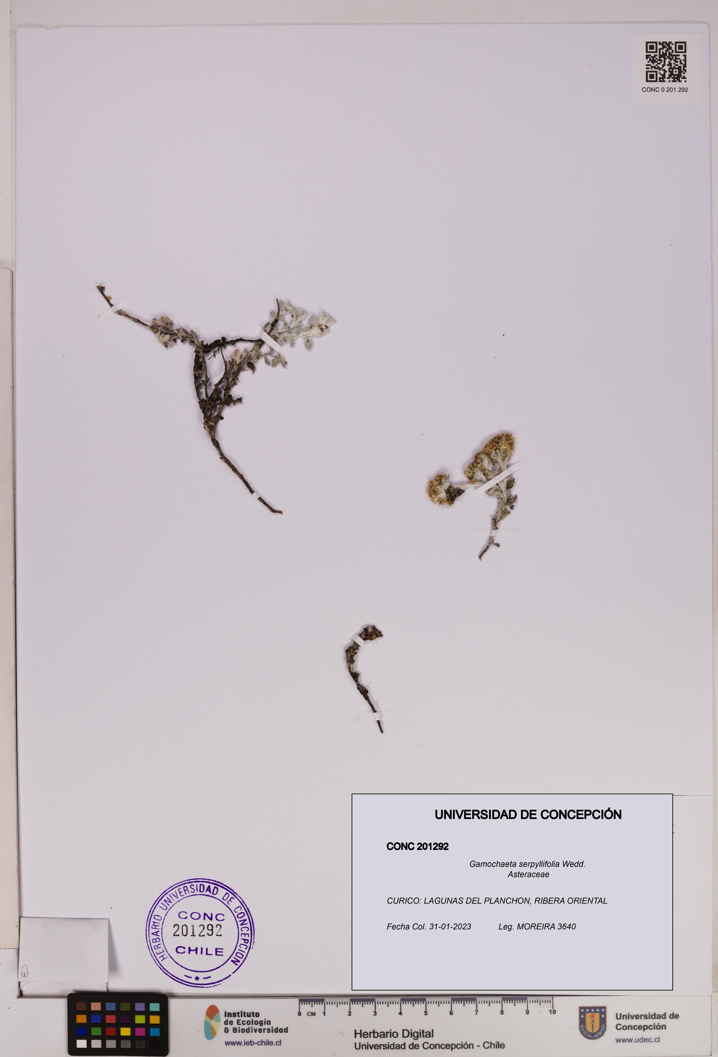 Gamochaeta serpyllifolia [Espécimen: ]