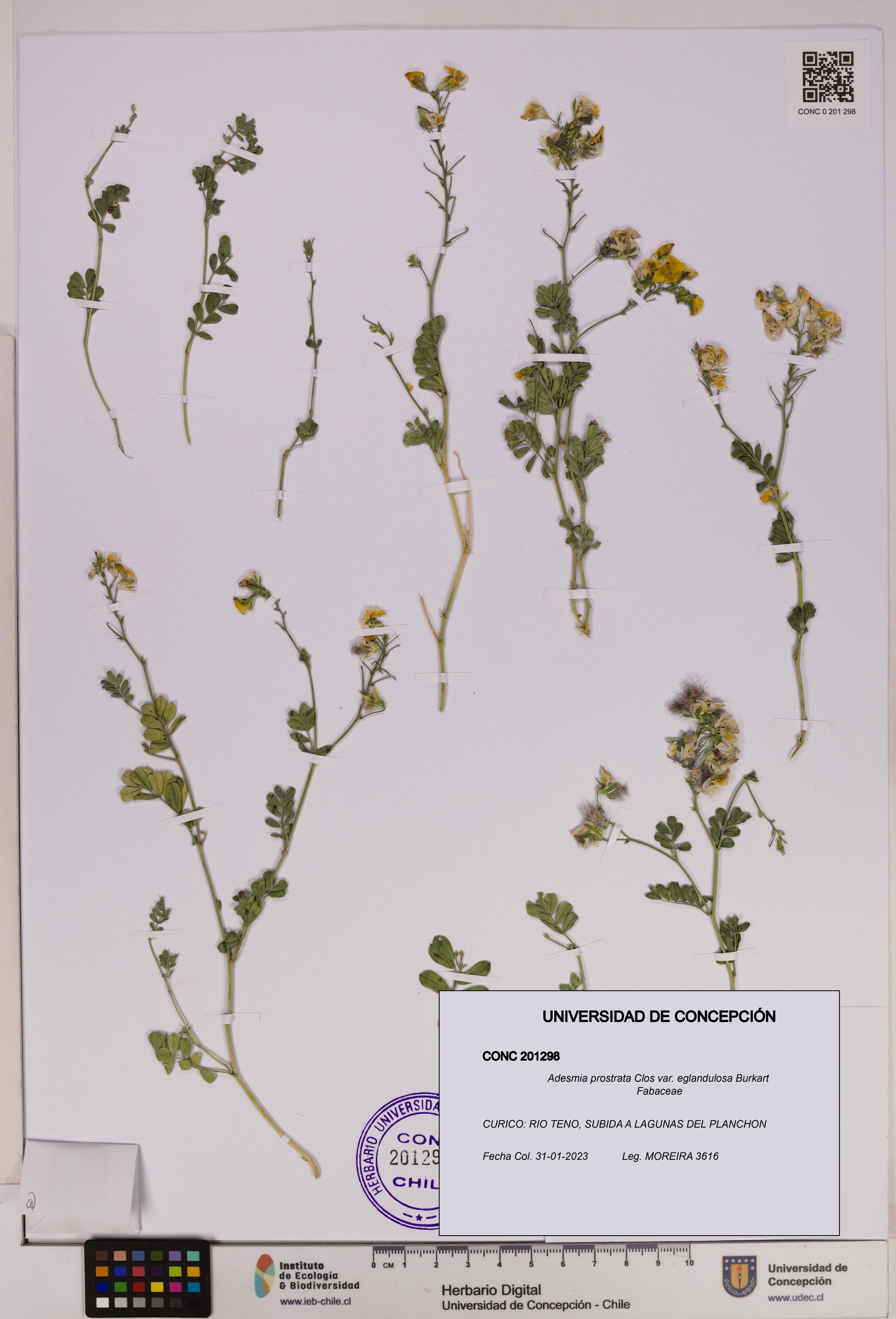 Adesmia prostrata var. eglandulosa [Espécimen: ]