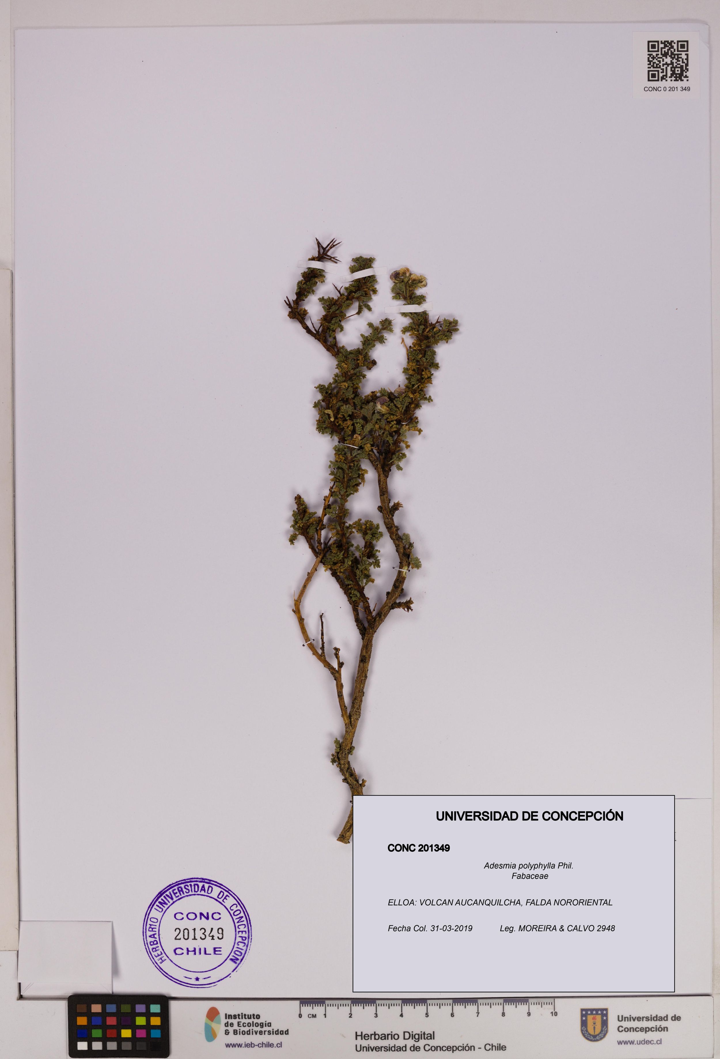 Adesmia polyphylla [Espécimen: ]