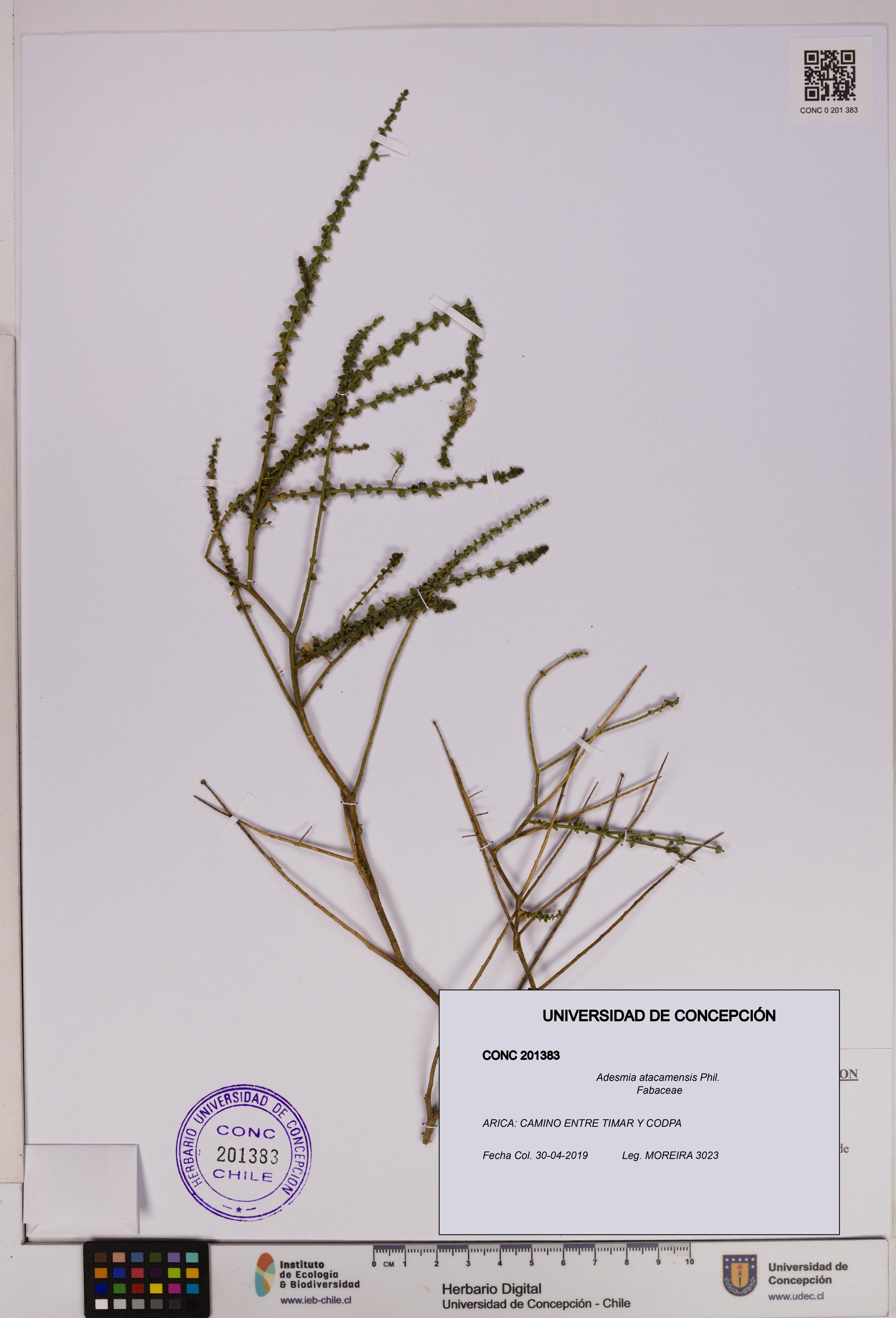 Adesmia atacamensis [Espécimen: ]