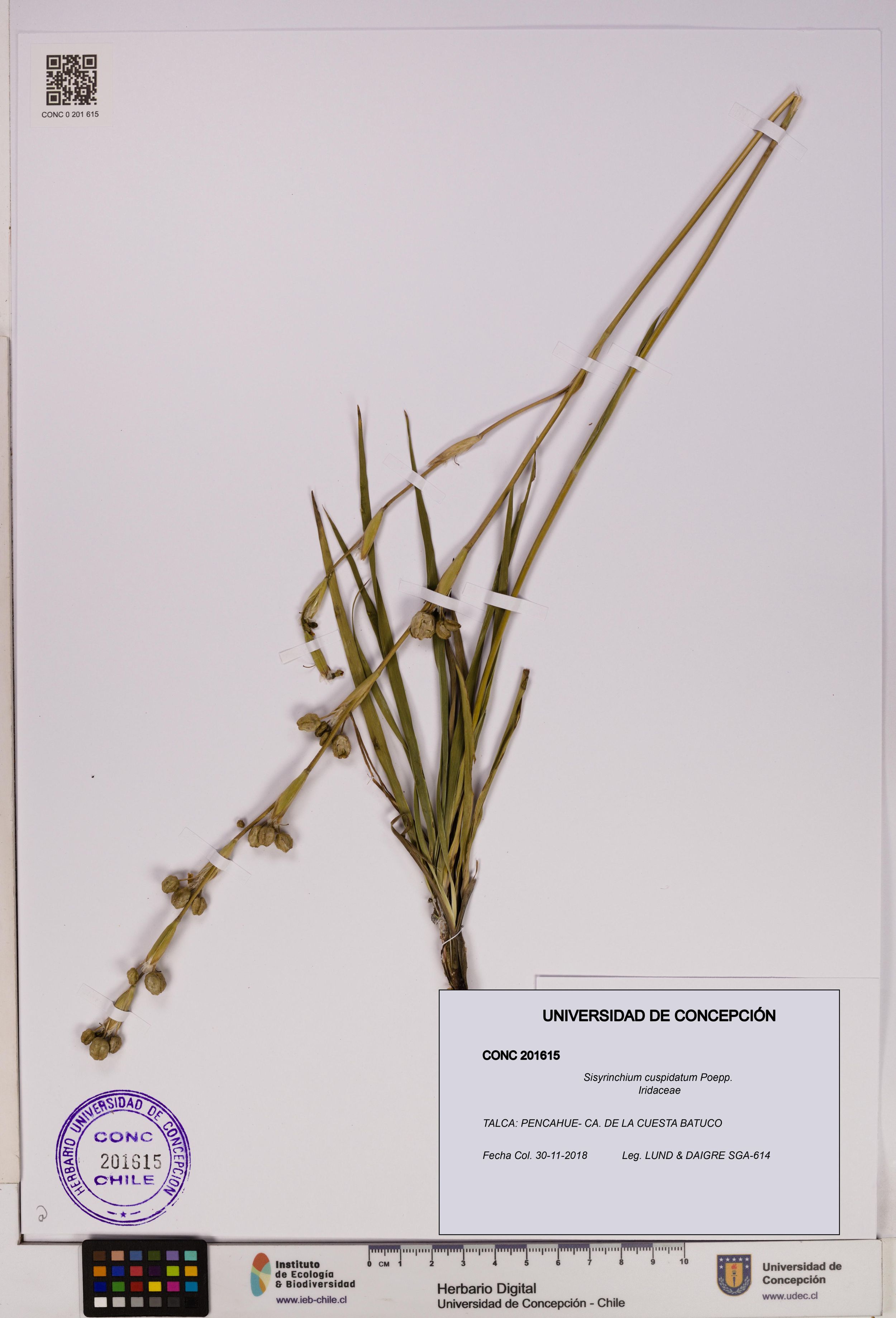Sisyrinchium cuspidatum [Espécimen: ]