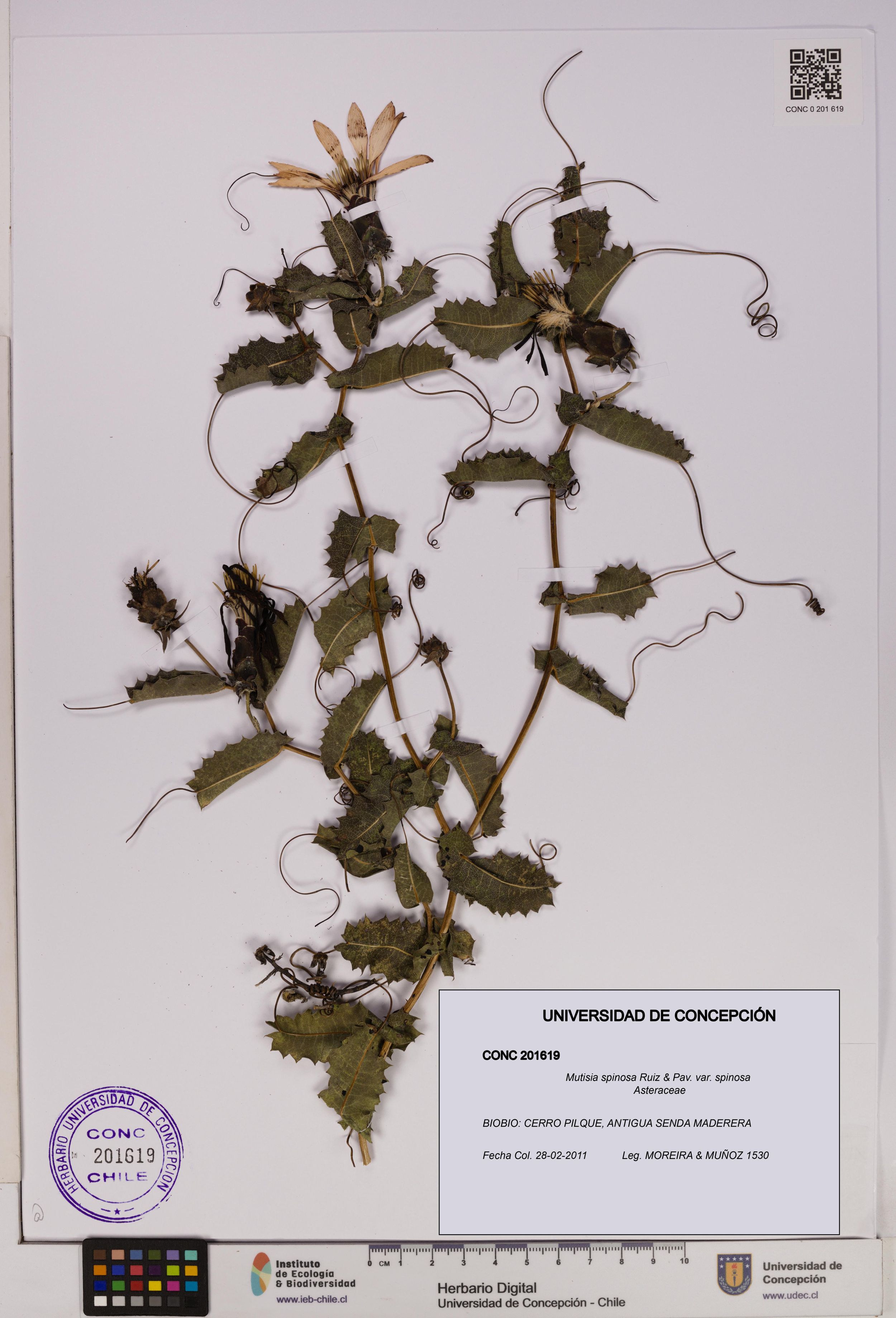 Mutisia spinosa var. spinosa [Espécimen: ]