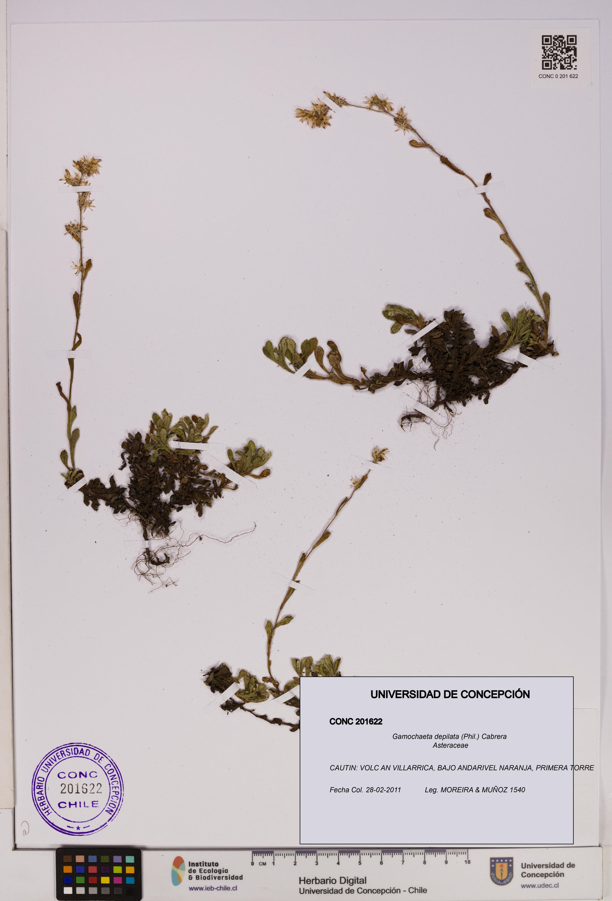 Gamochaeta depilata [Espécimen: ]