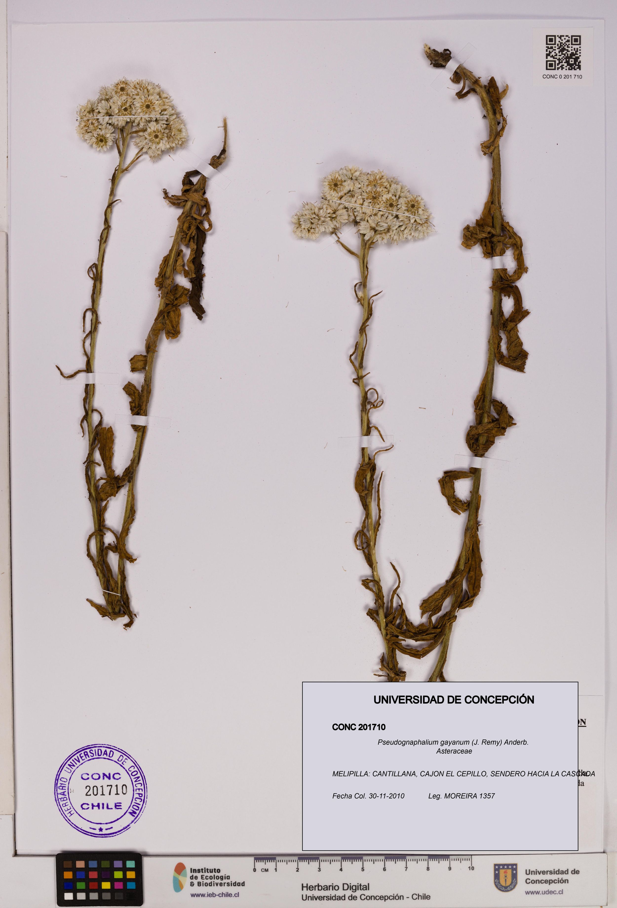 Pseudognaphalium gayanum [Espécimen: ]