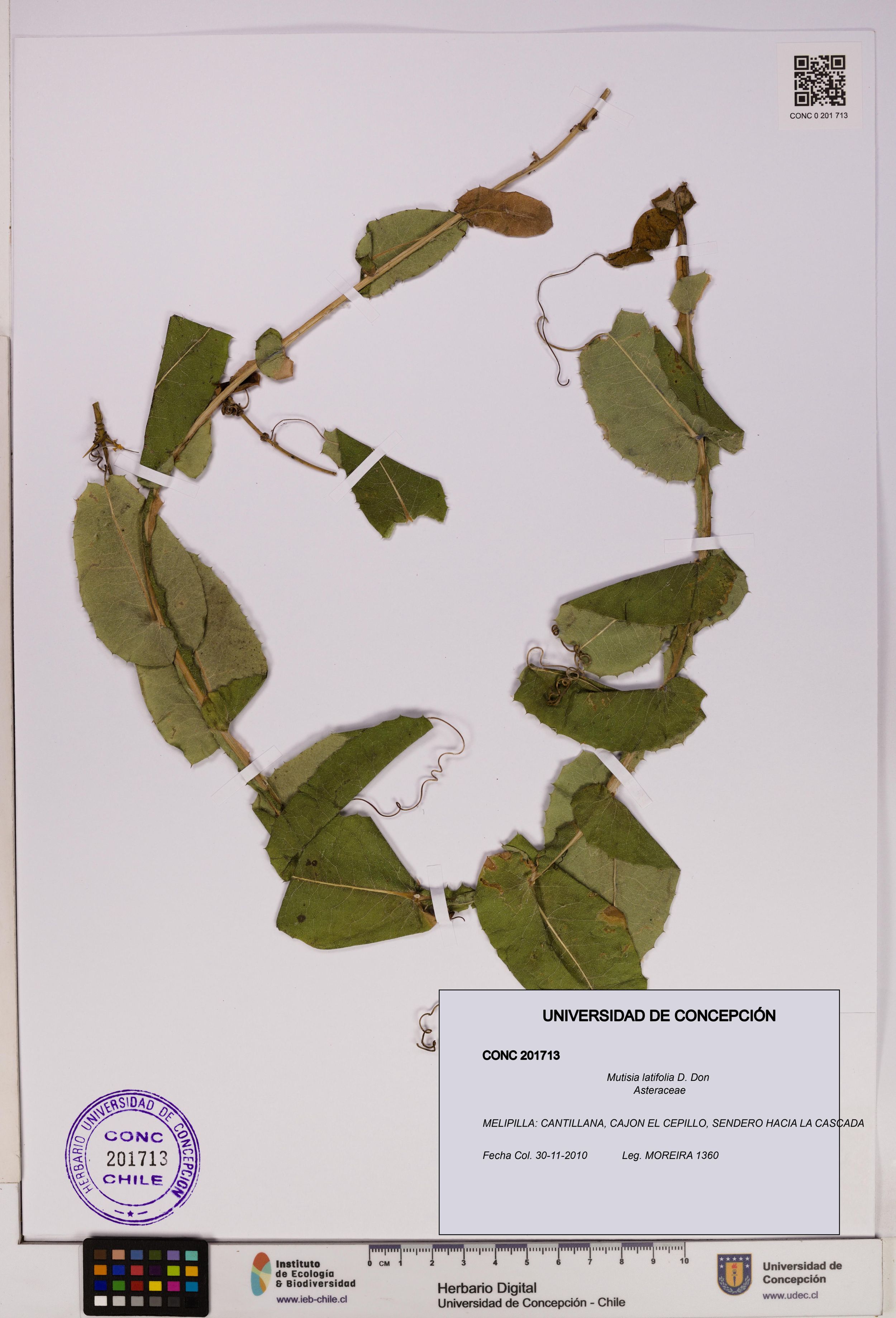 Mutisia latifolia [Espécimen: ]