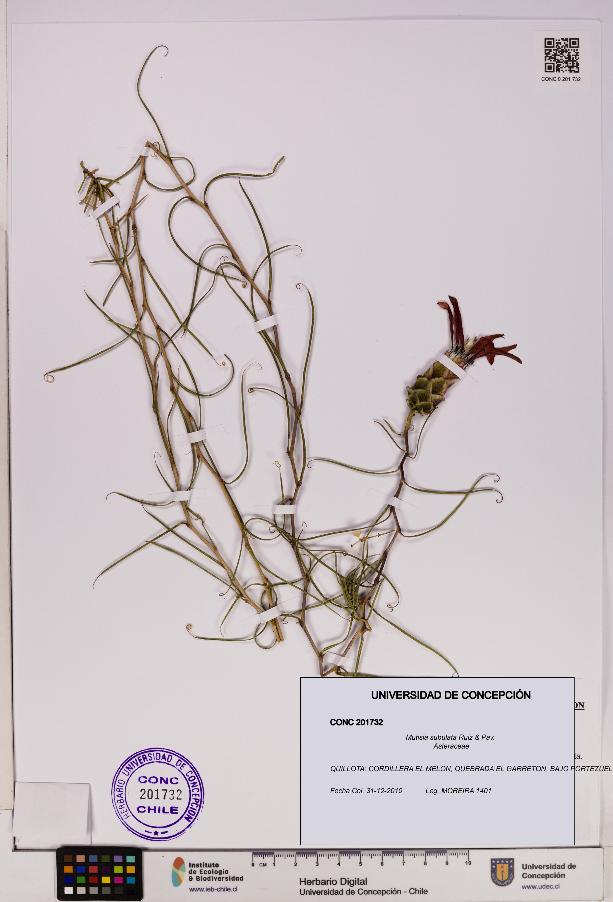 Mutisia subulata [Espécimen: ]