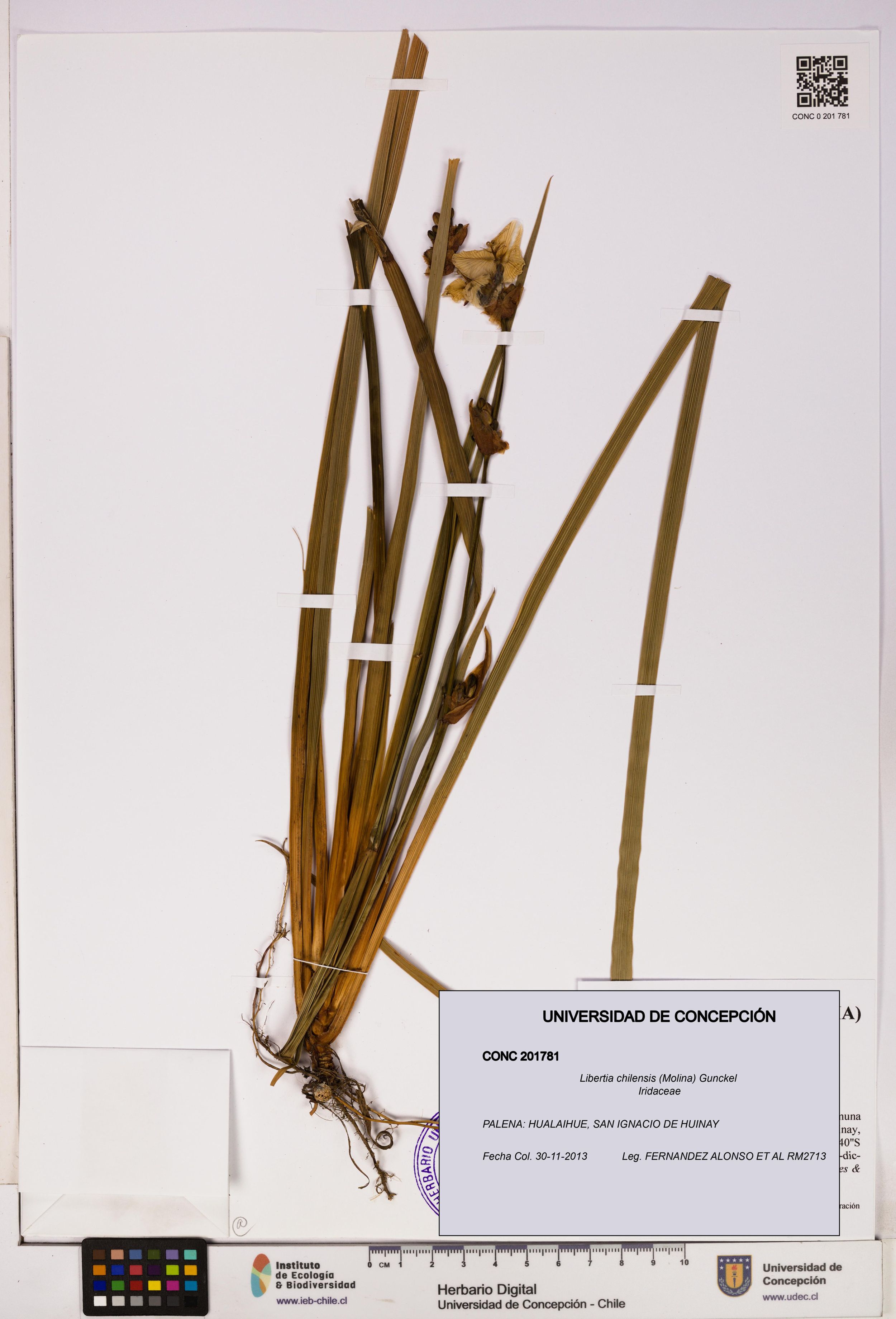 Libertia chilensis [Espécimen: ]