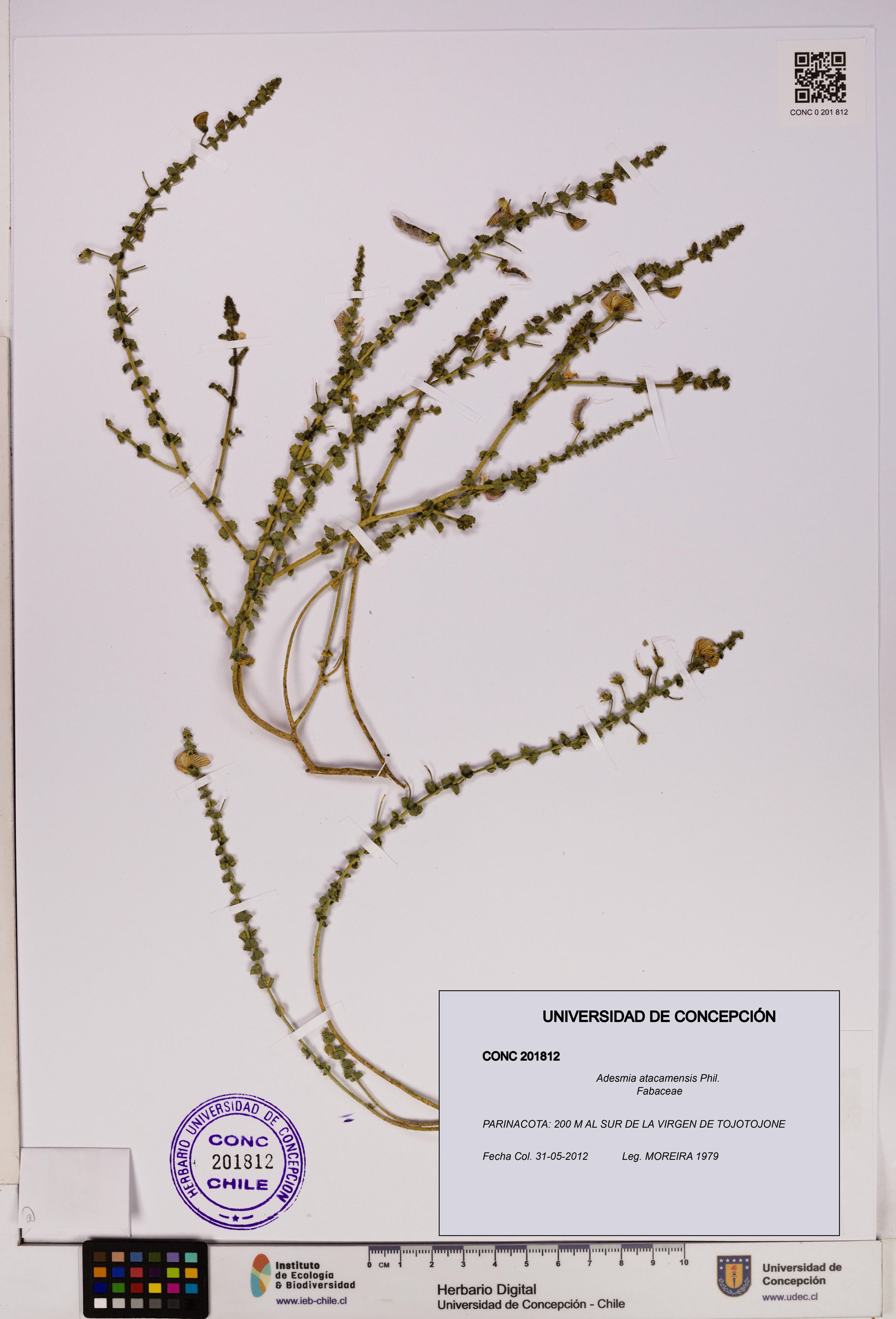 Adesmia atacamensis [Espécimen: ]