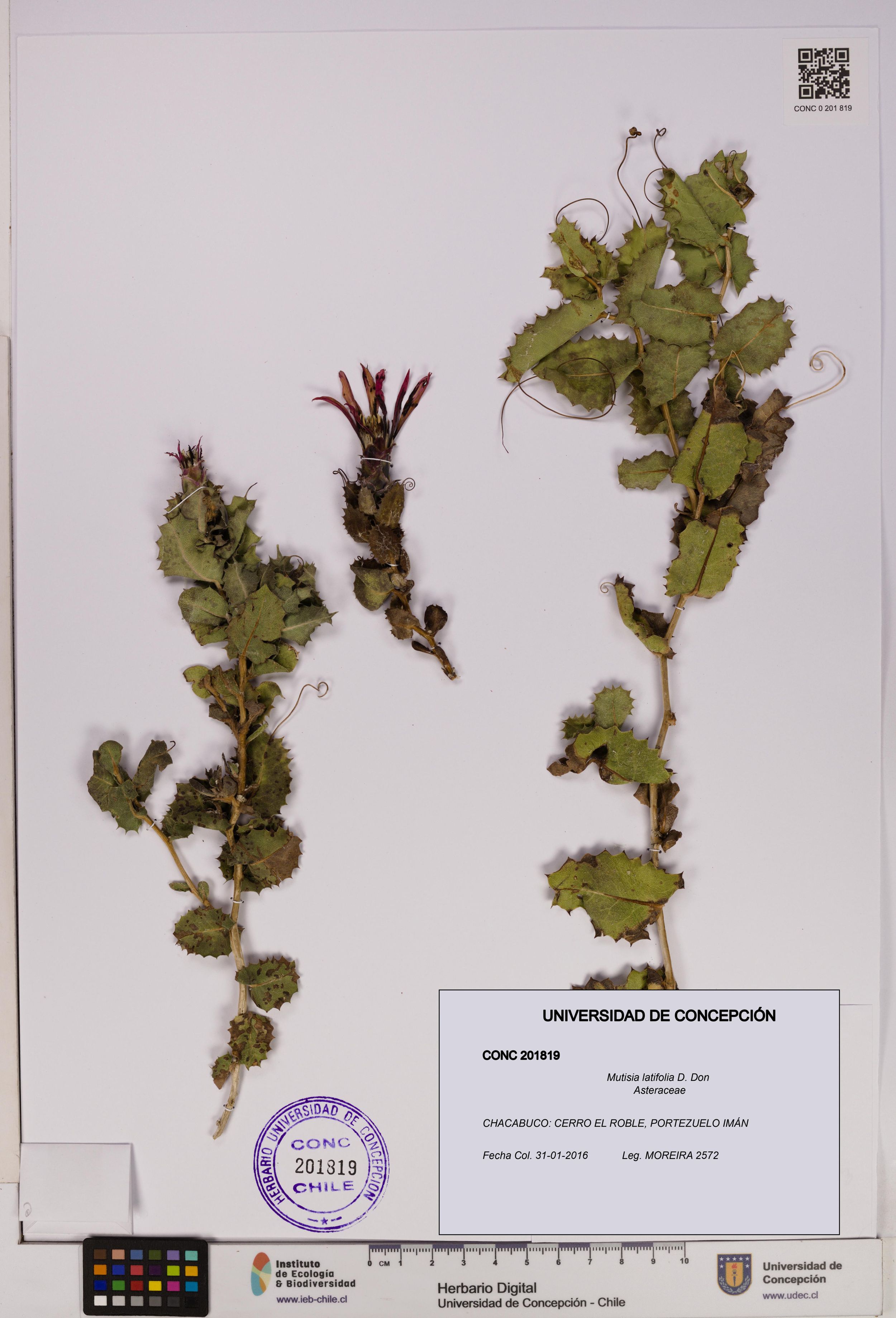 Mutisia latifolia [Espécimen: ]