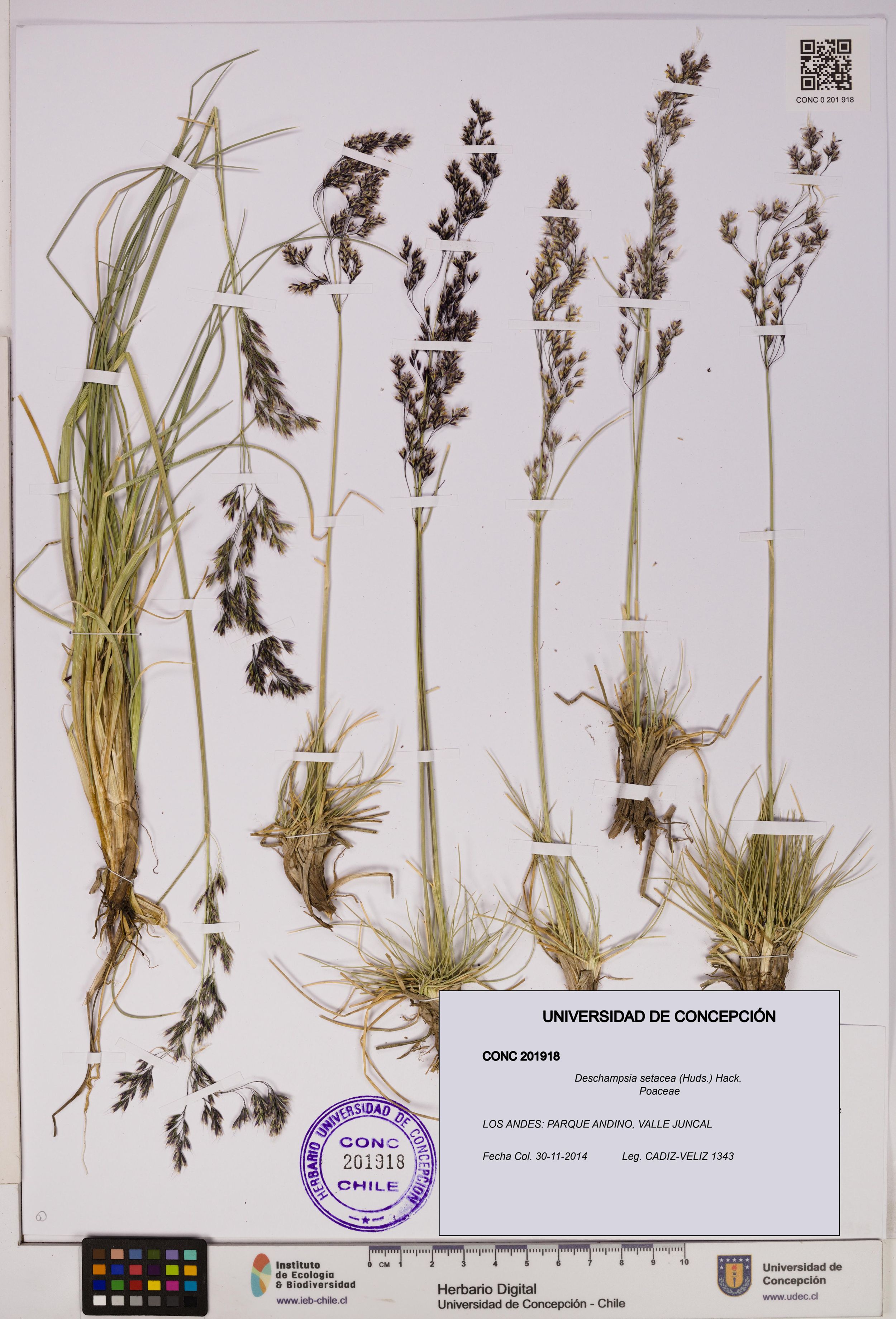 Deschampsia setacea [Espécimen: ]