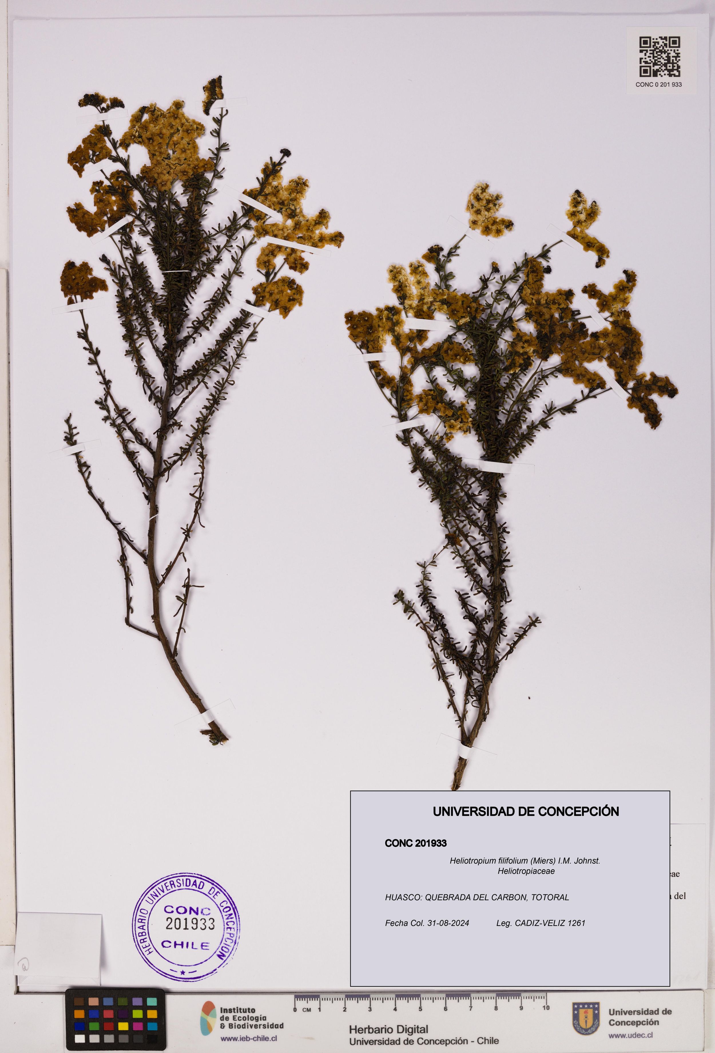 Heliotropium filifolium [Espécimen: ]
