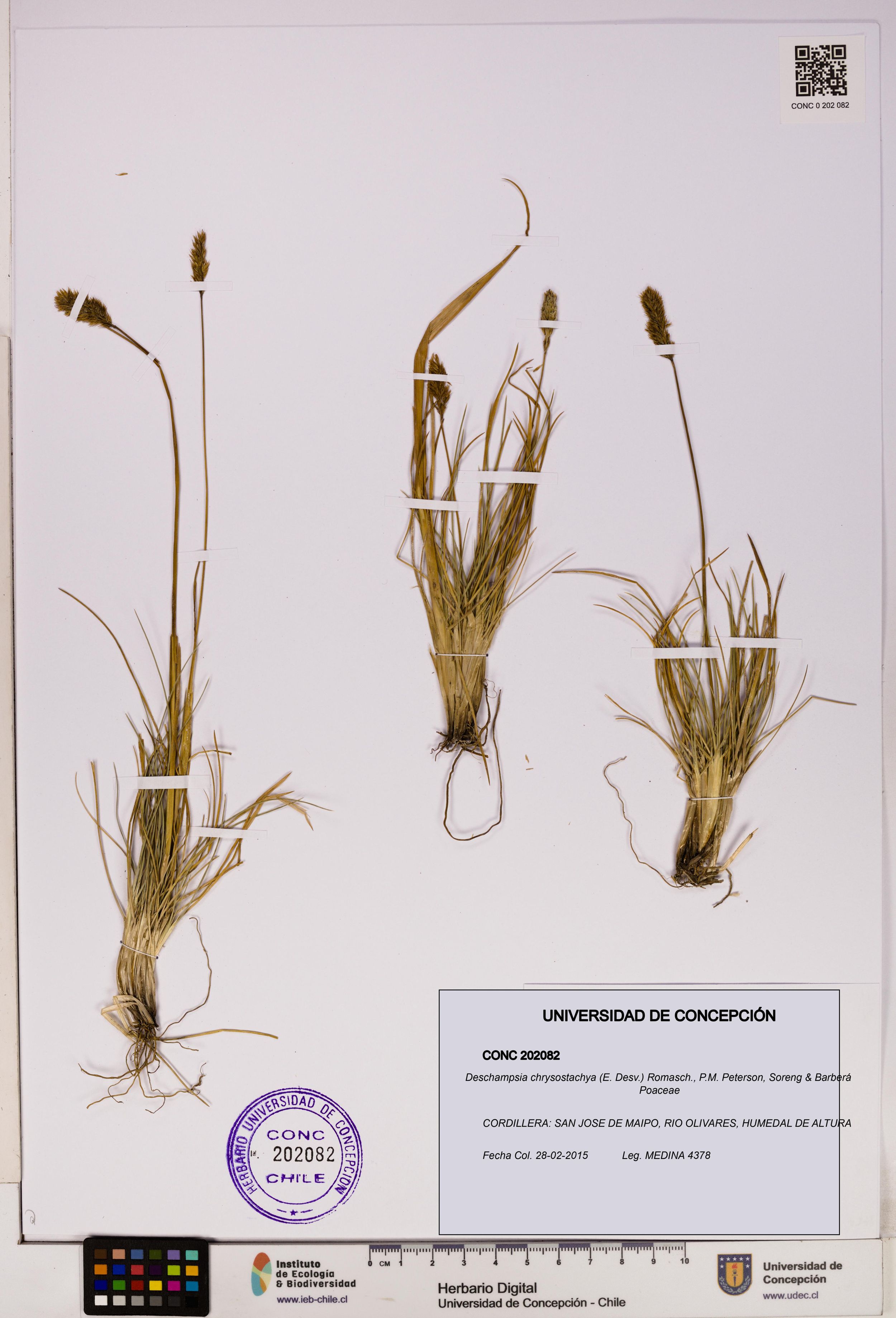 Deschampsia chrysostachya [Espécimen: ]