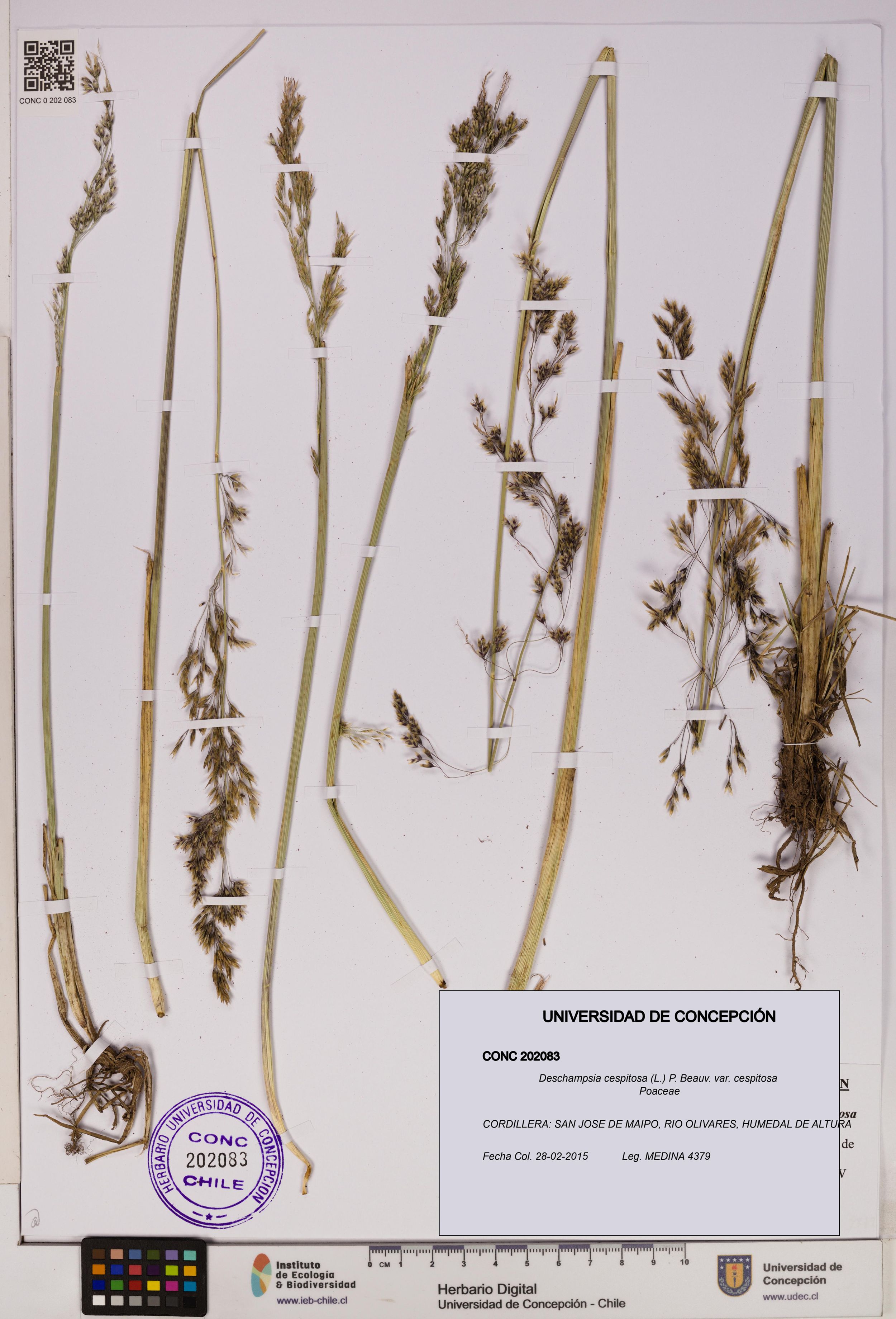 Deschampsia cespitosa var. cespitosa [Espécimen: ]