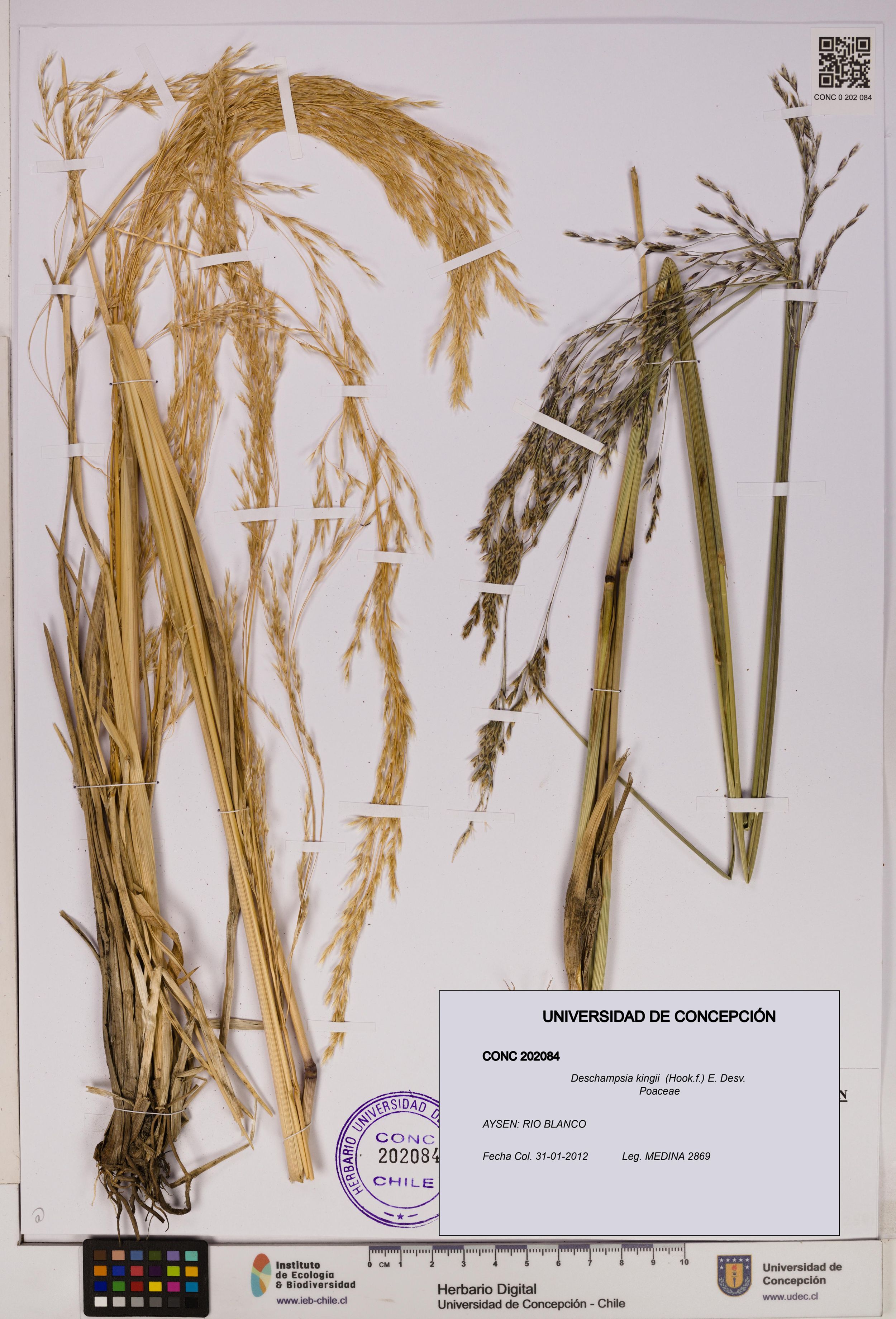 Deschampsia kingii [Espécimen: ]