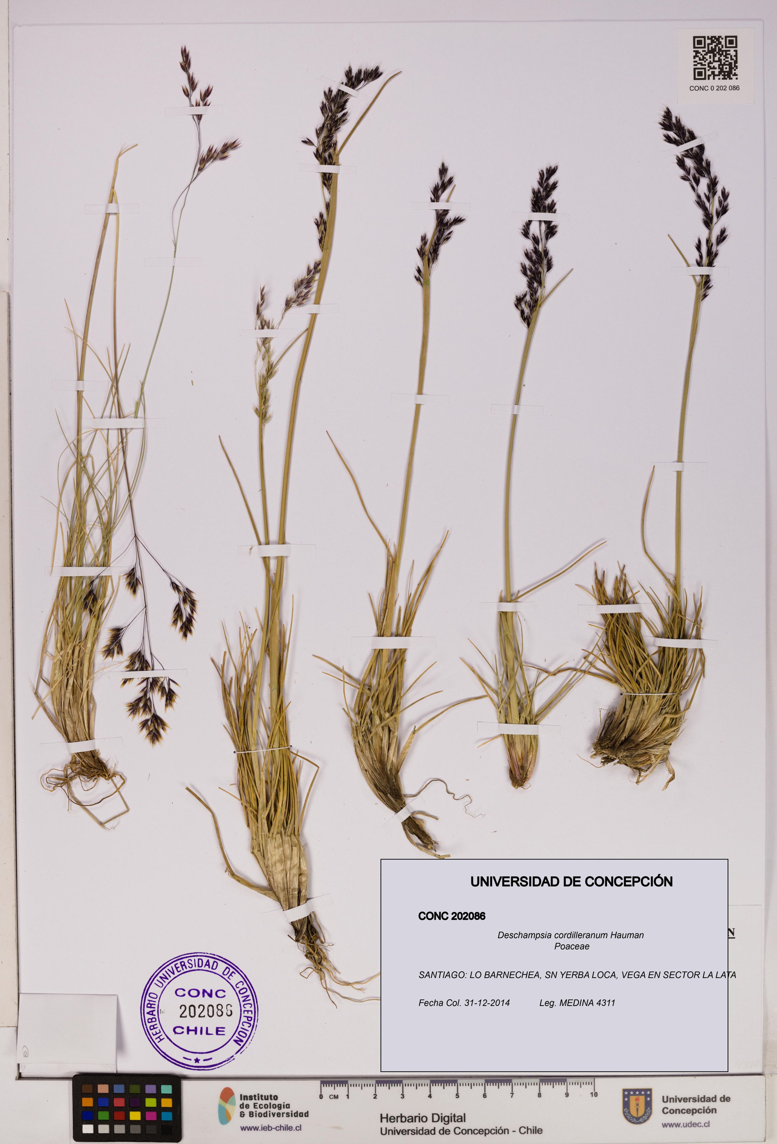 Deschampsia cordilleranum [Espécimen: ]