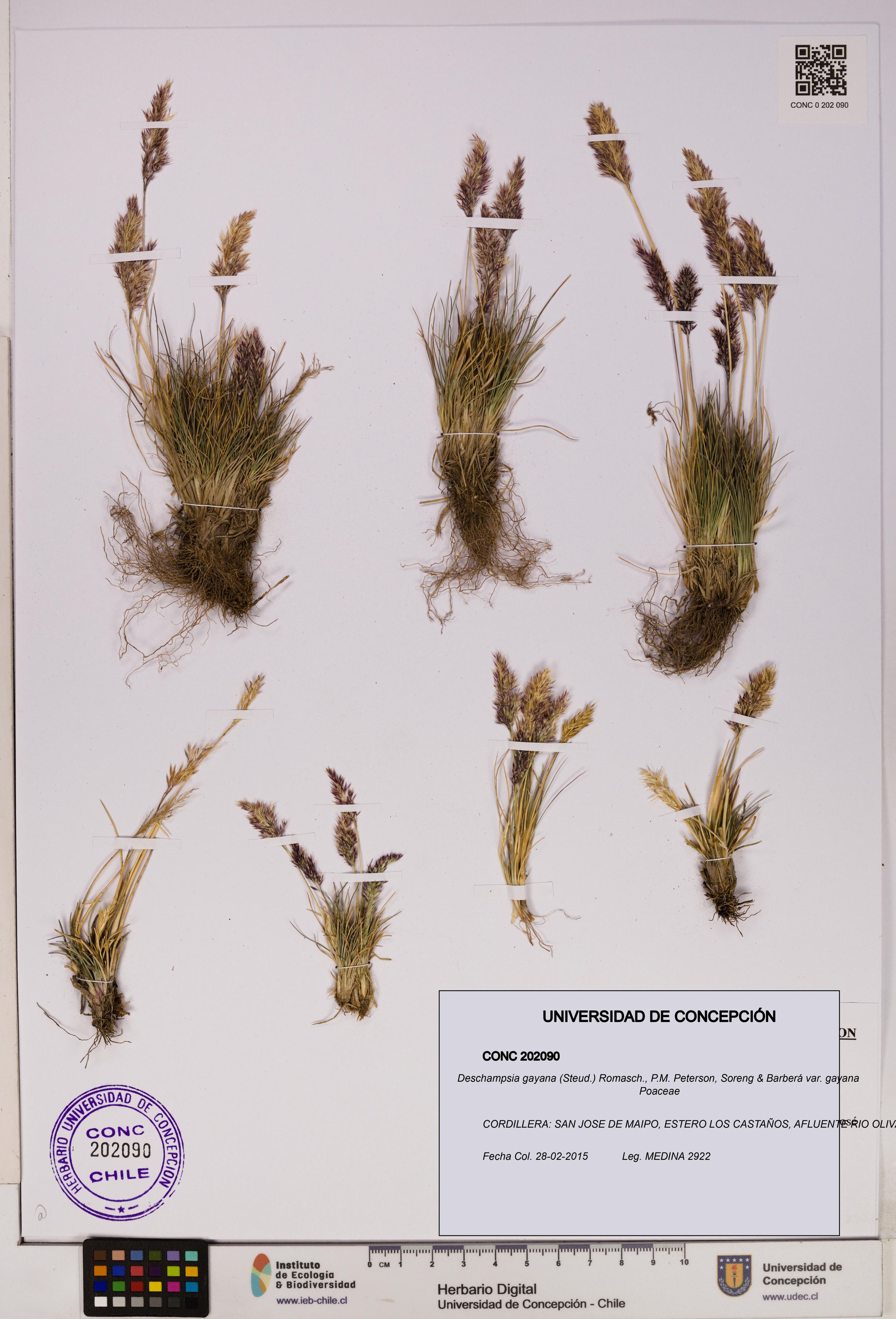 Deschampsia gayana var. gayana [Espécimen: ]