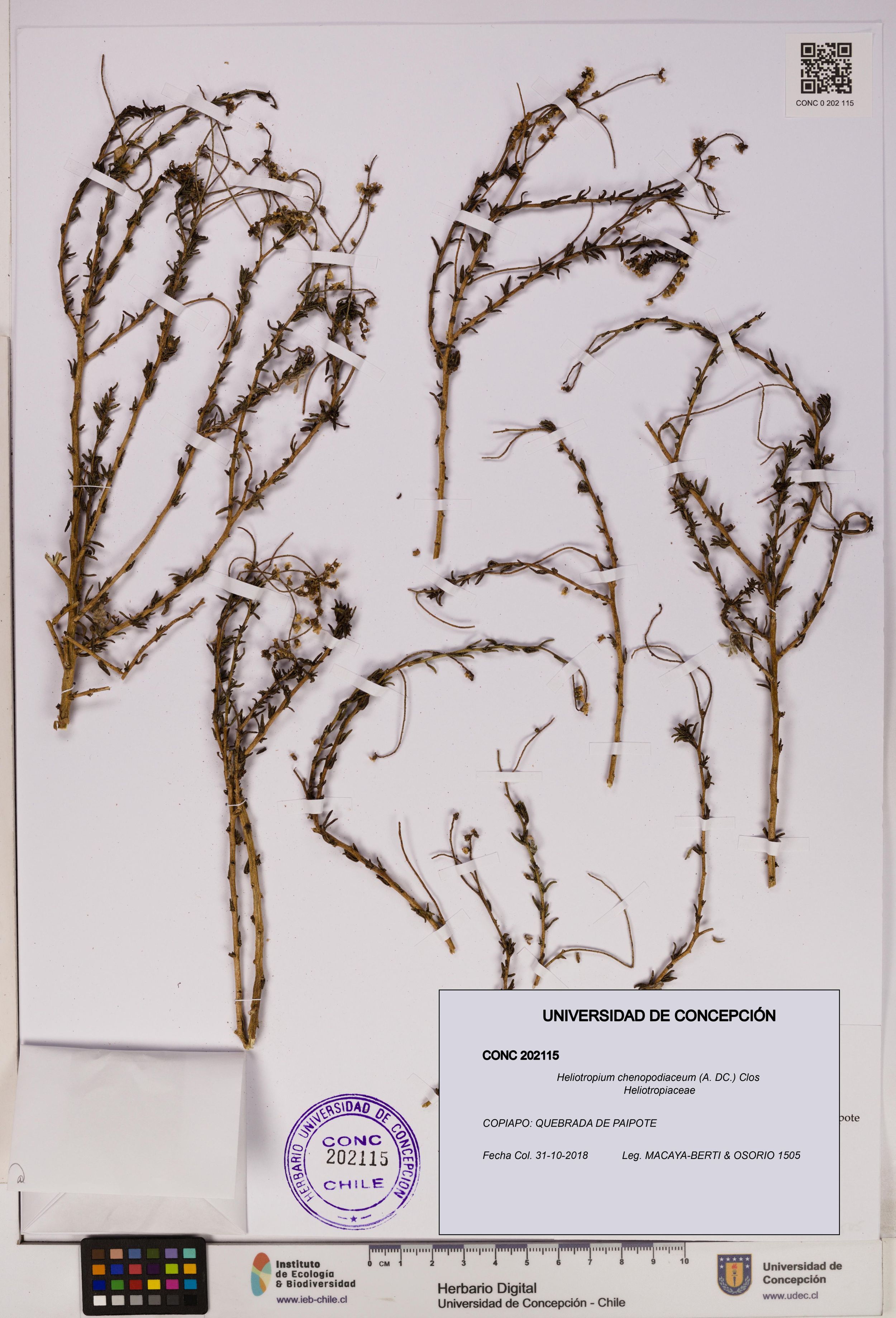 Heliotropium chenopodiaceum [Espécimen: ]