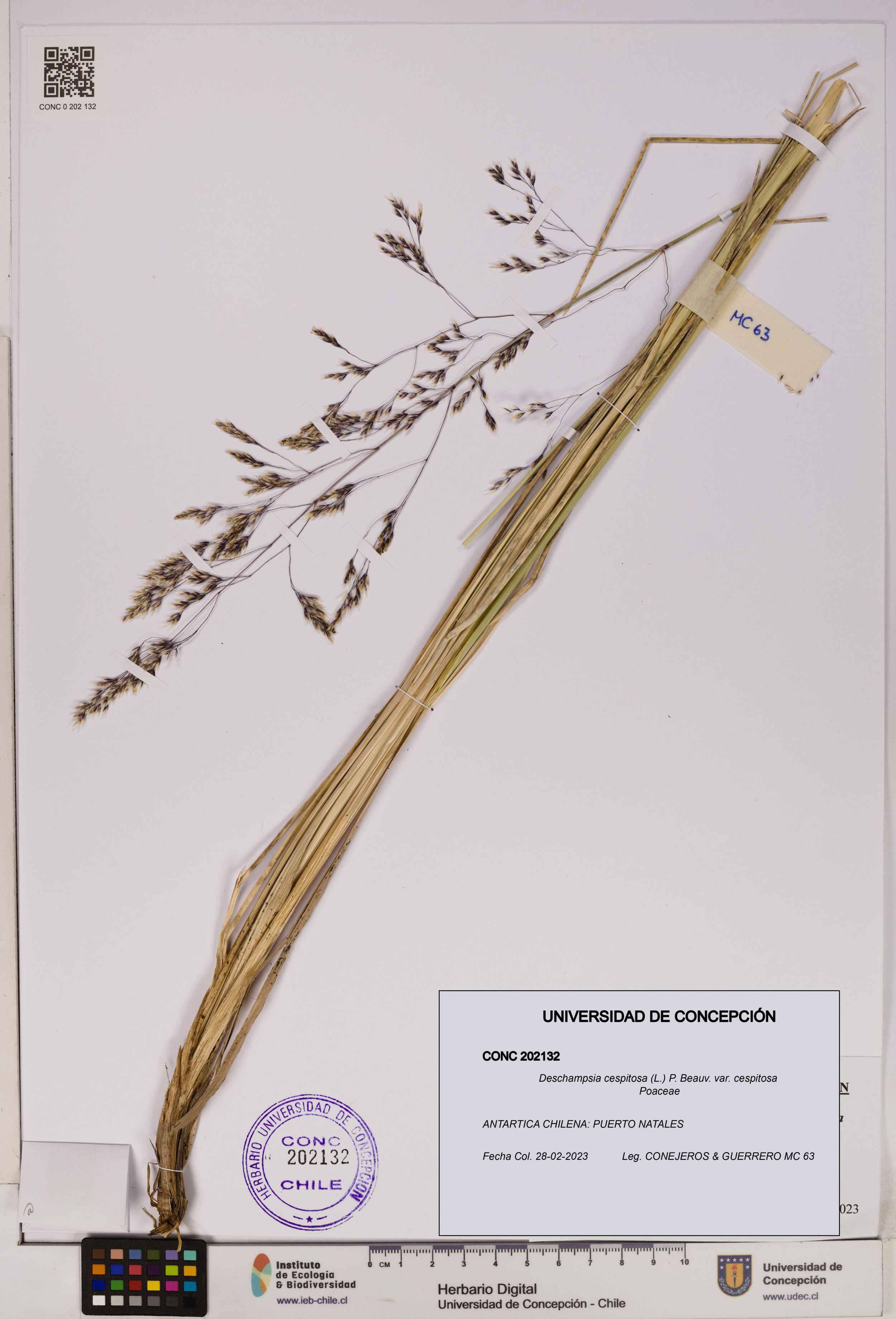 Deschampsia cespitosa var. cespitosa [Espécimen: ]