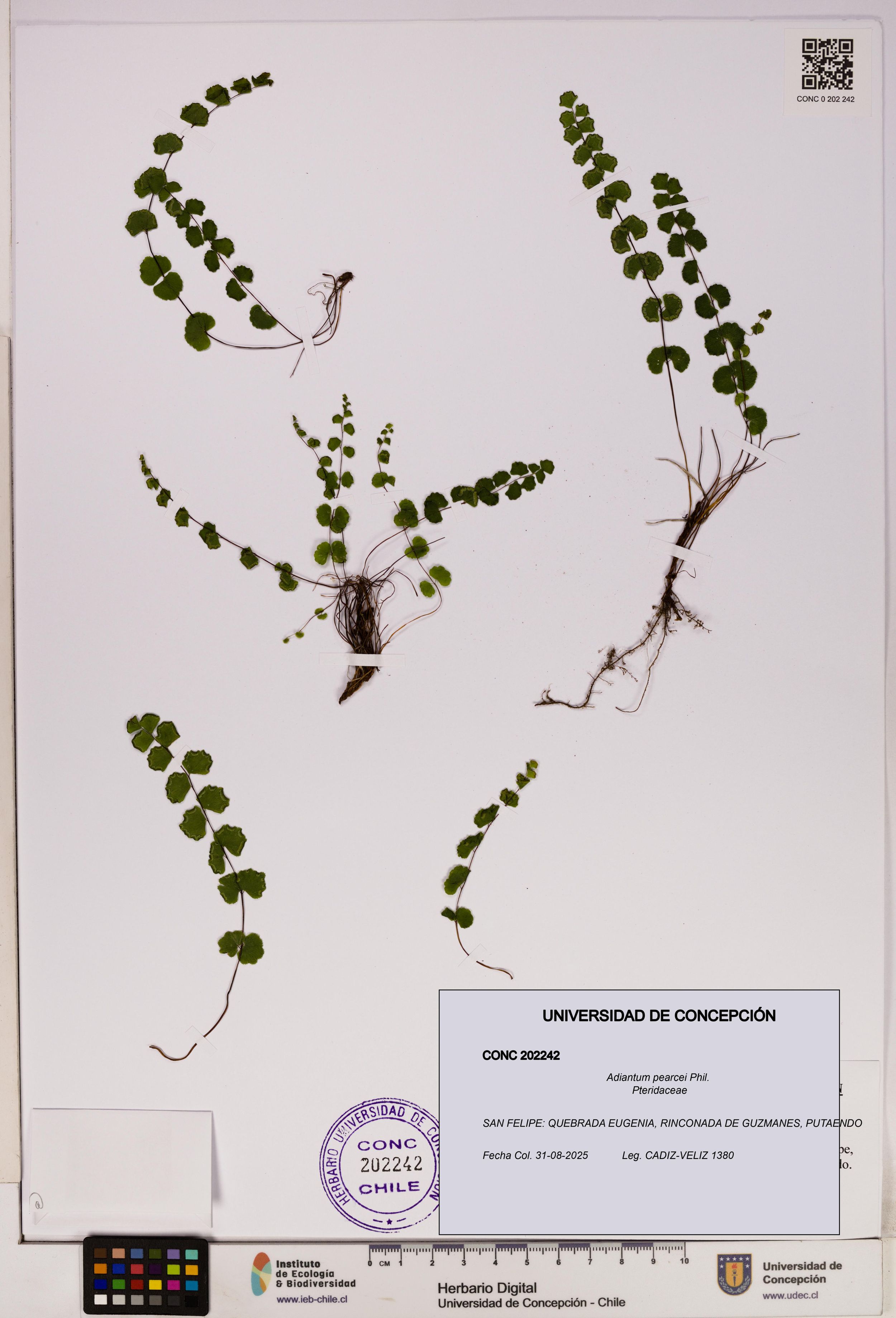 Adiantum pearcei [Espécimen: ]
