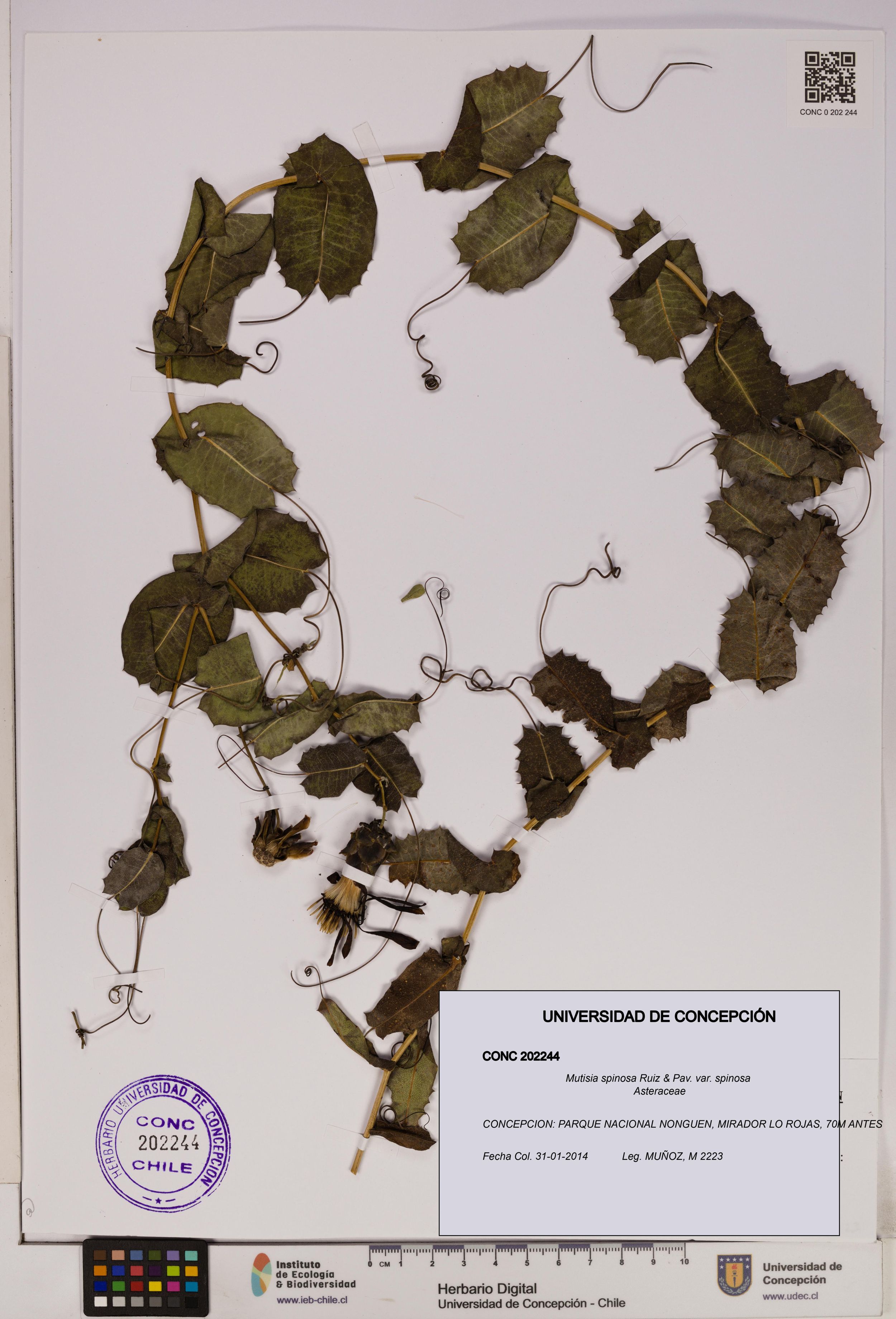 Mutisia spinosa var. spinosa [Espécimen: ]