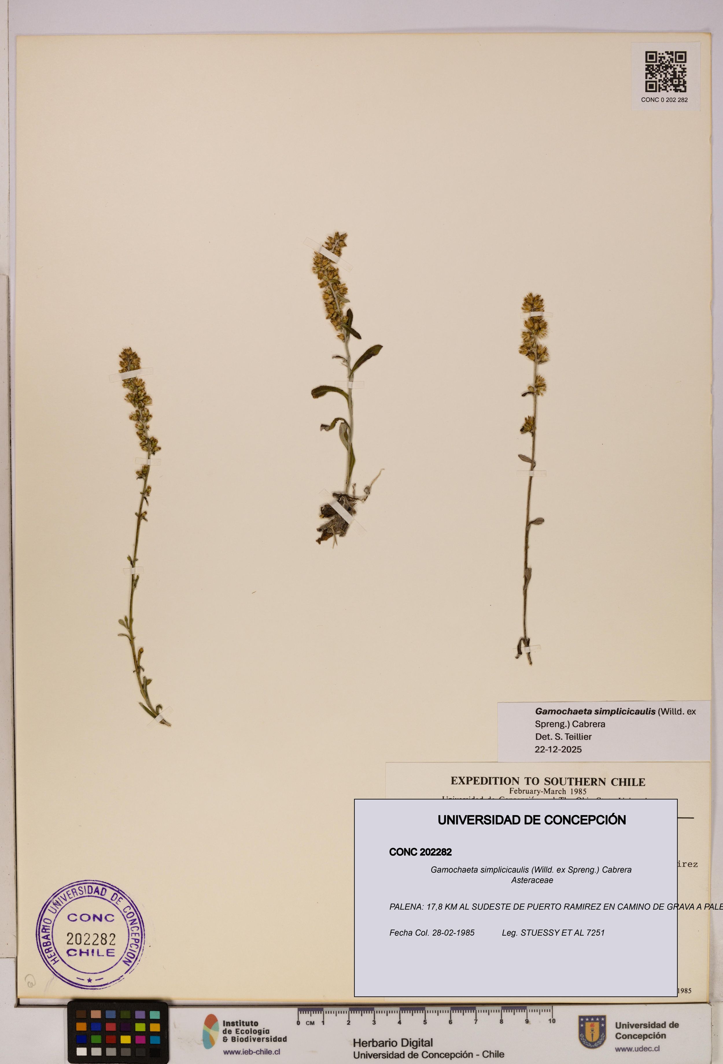 Gamochaeta simplicicaulis [Espécimen: ]