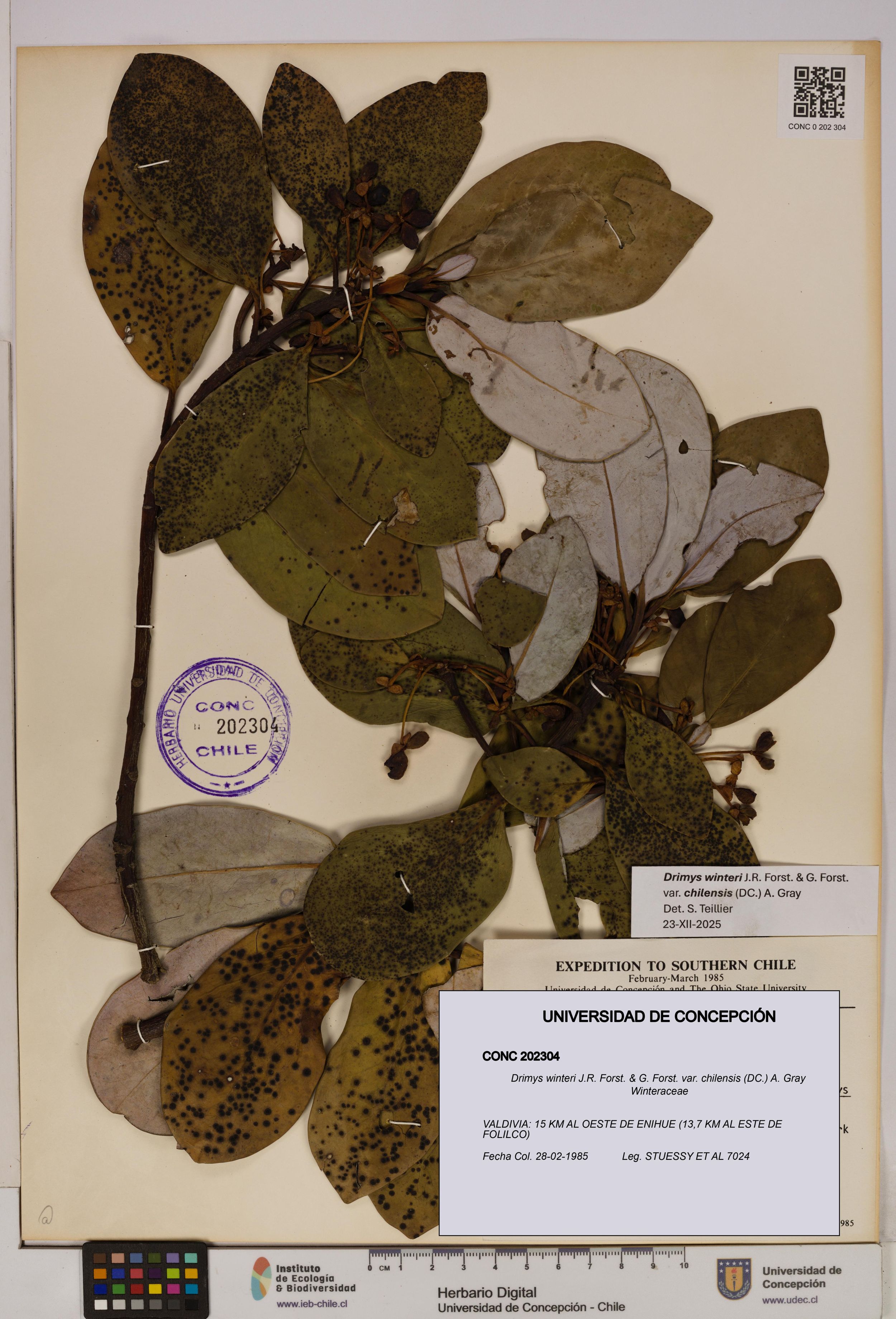 Drimys winteri var. chilensis [Espécimen: ]
