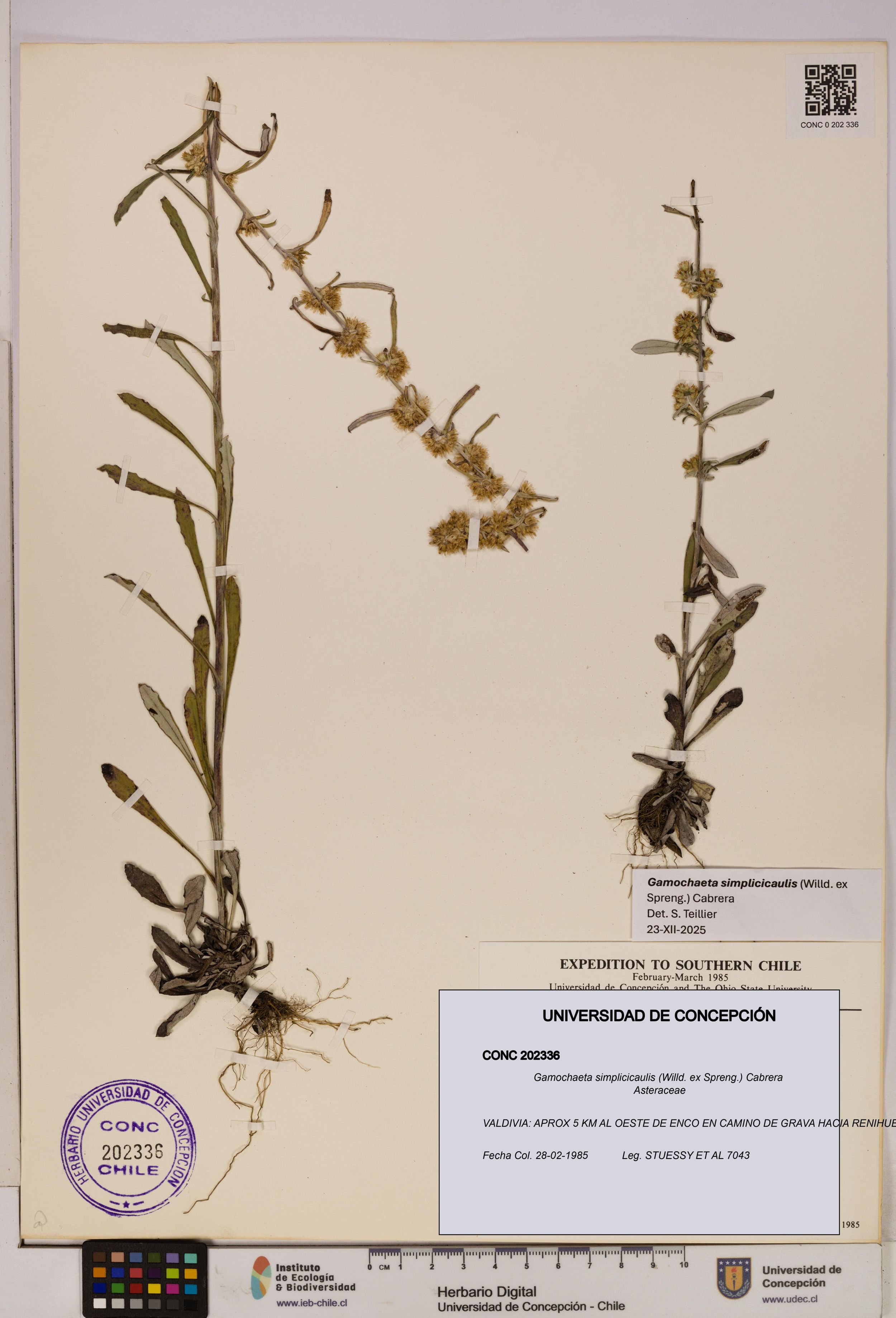 Gamochaeta simplicicaulis [Espécimen: ]