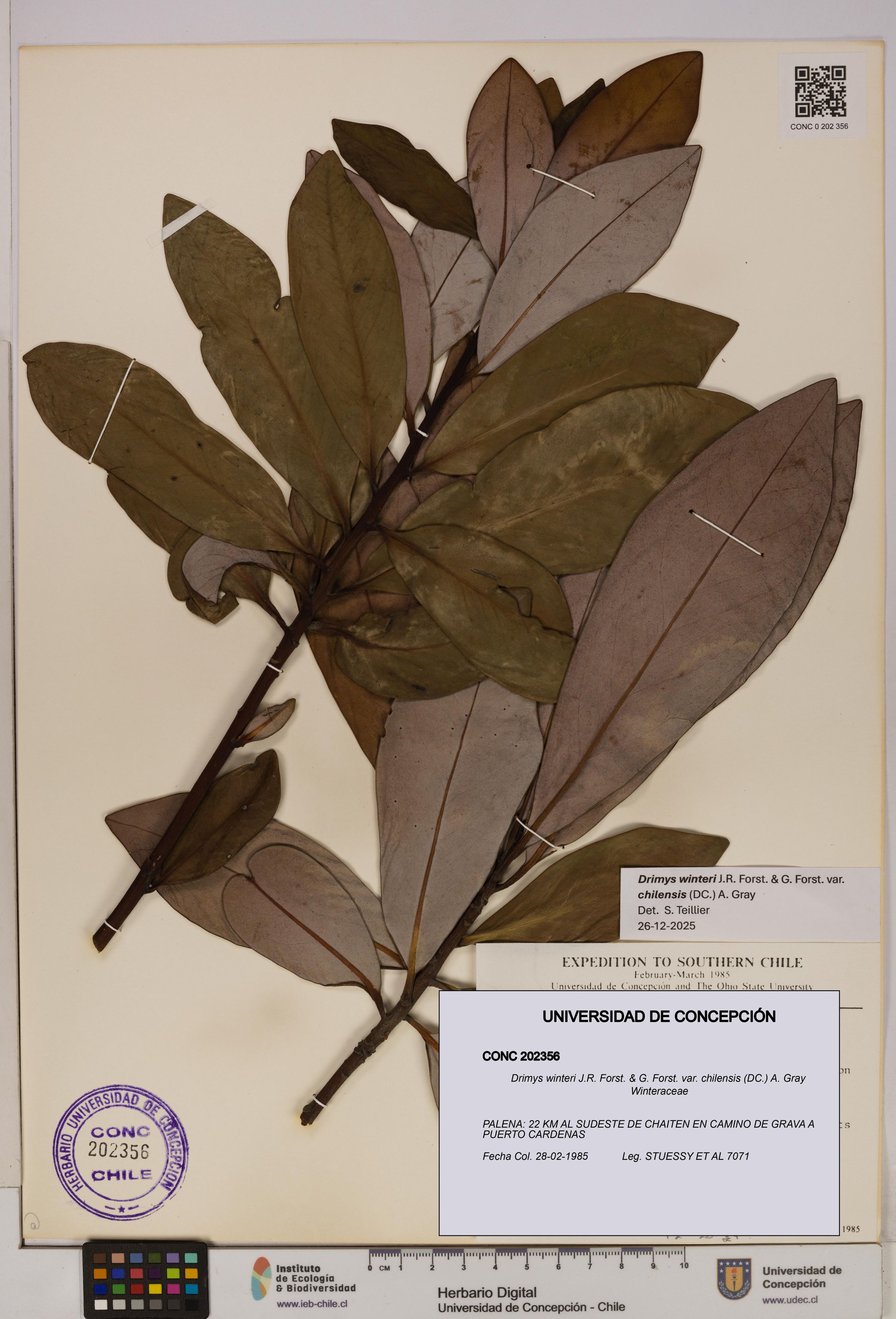 Drimys winteri var. chilensis [Espécimen: ]