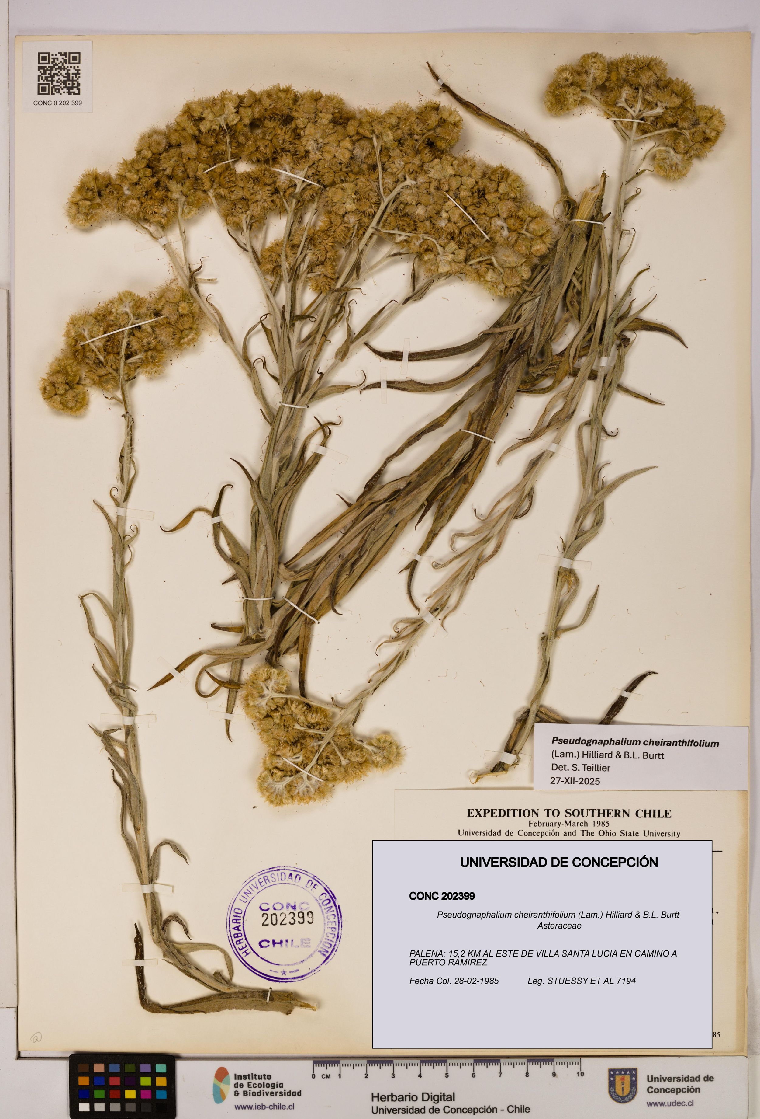 Pseudognaphalium cheiranthifolium [Espécimen: ]