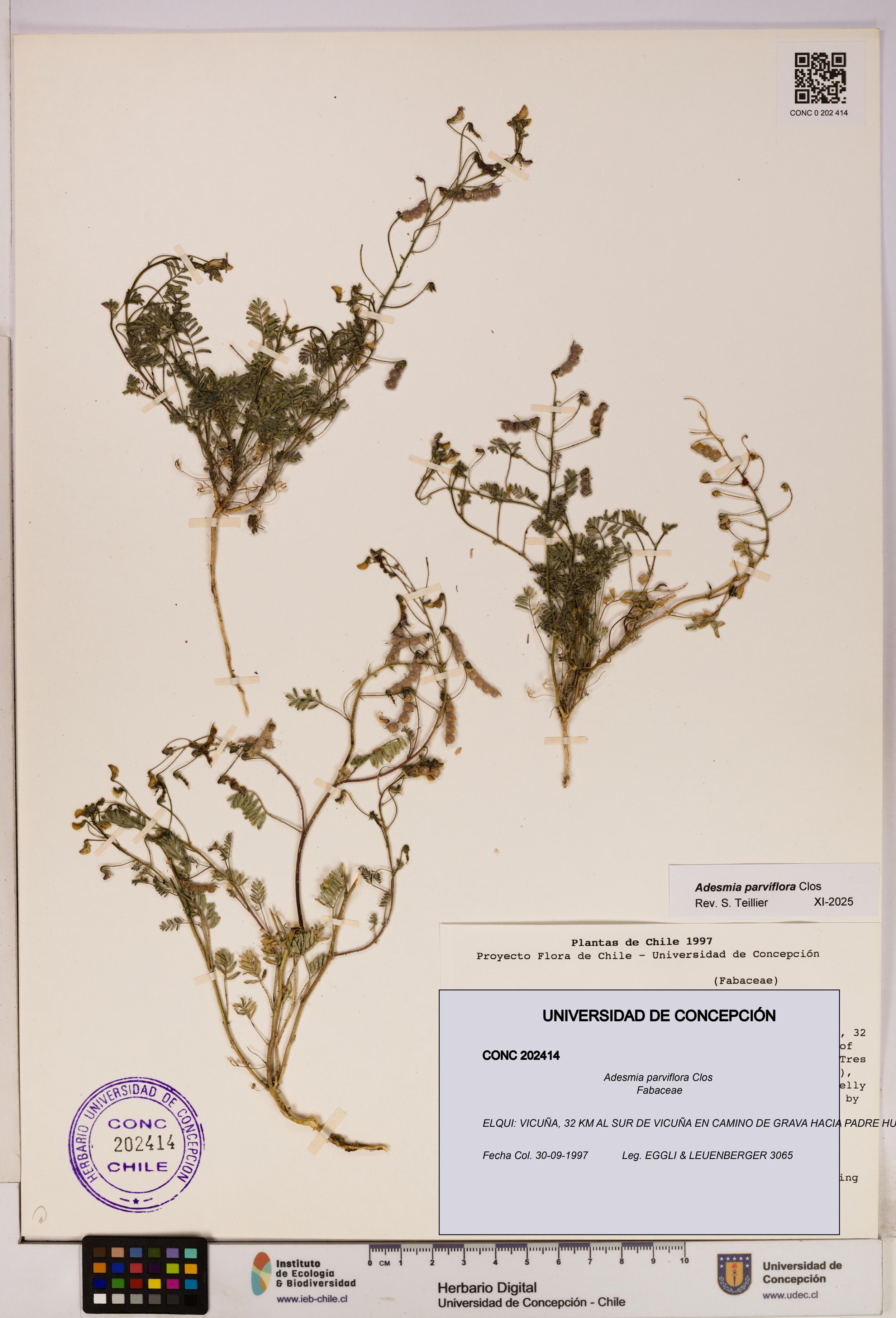 Adesmia parviflora [Espécimen: ]