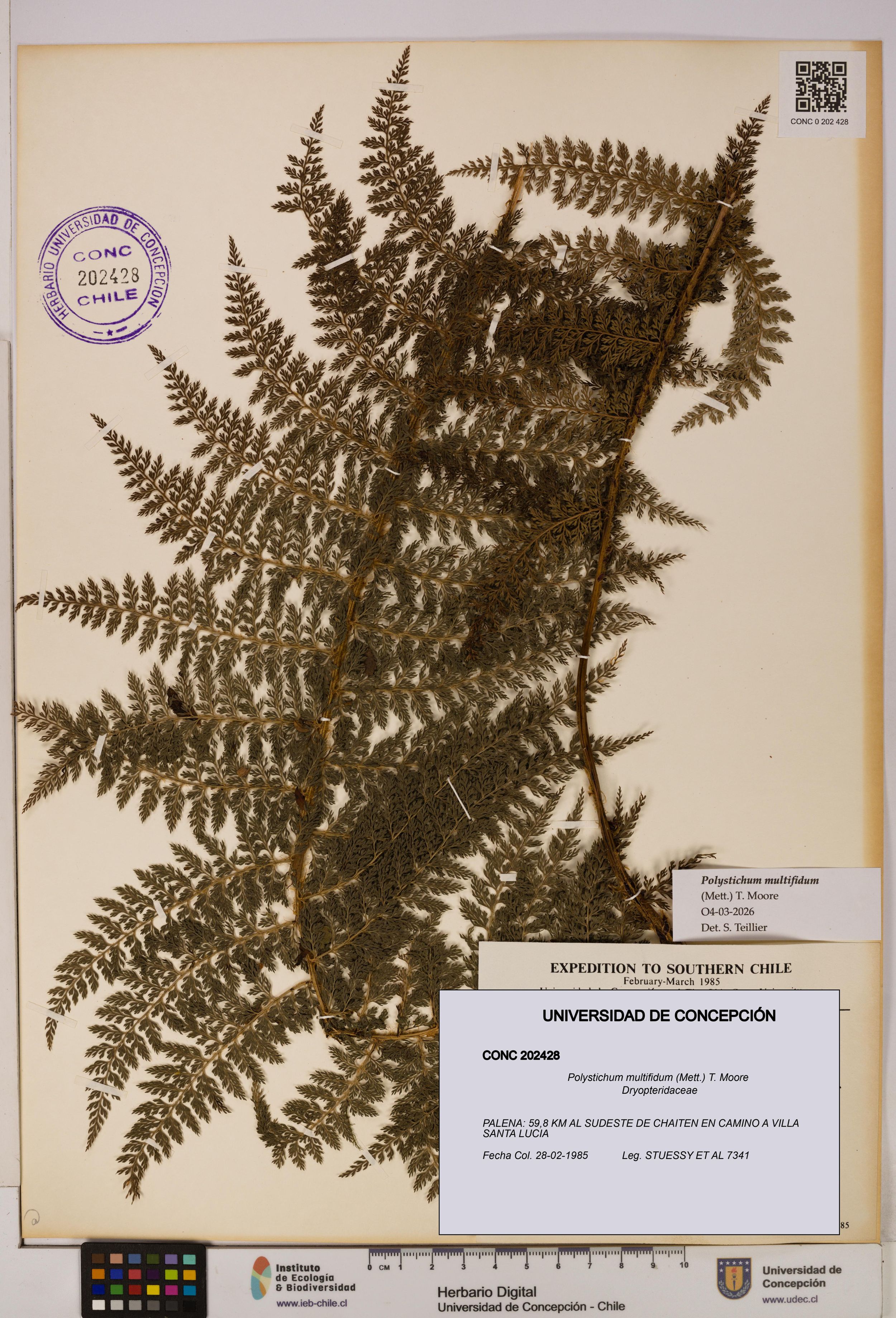 Polystichum multifidum [Espécimen: ]