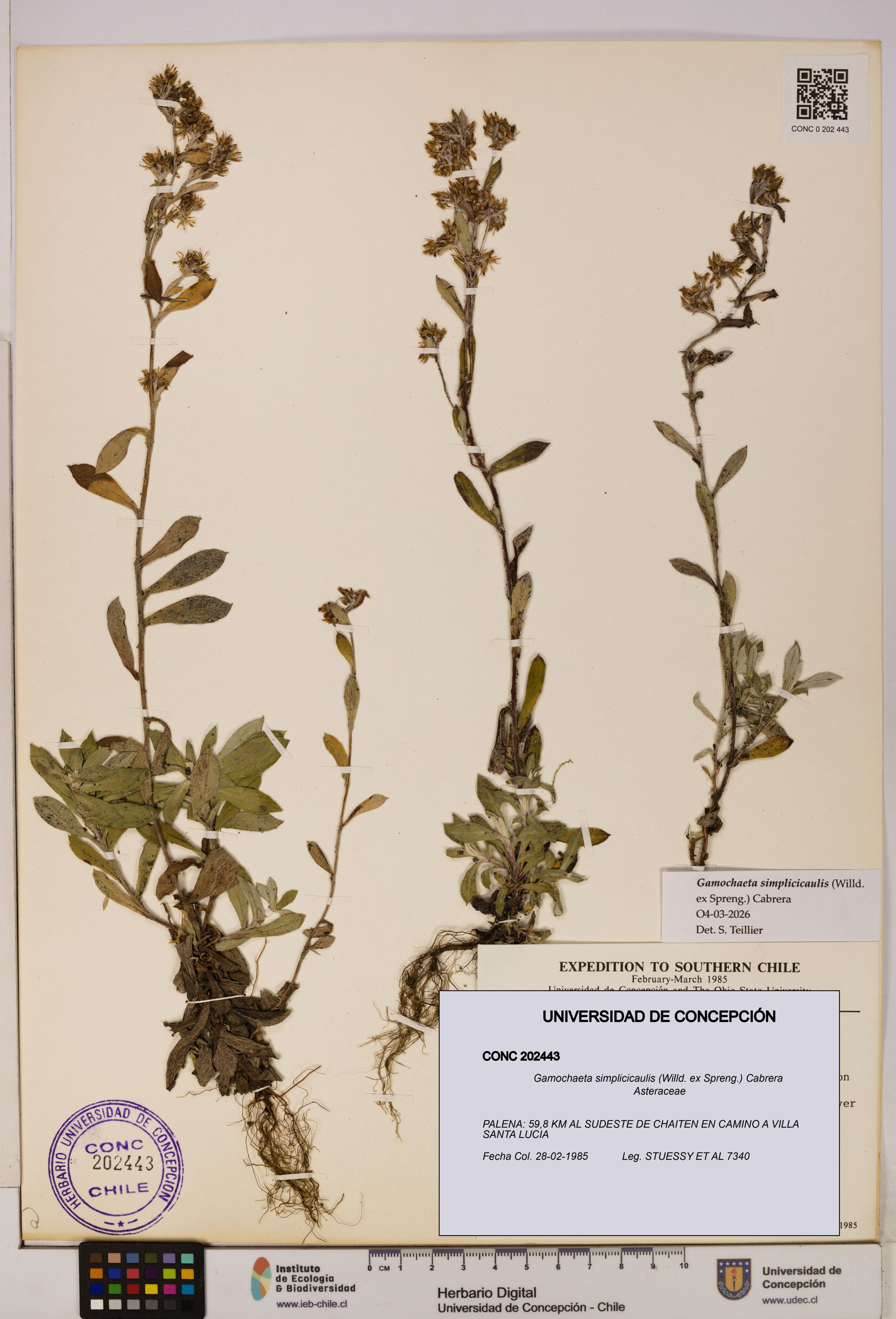 Gamochaeta simplicicaulis [Espécimen: ]