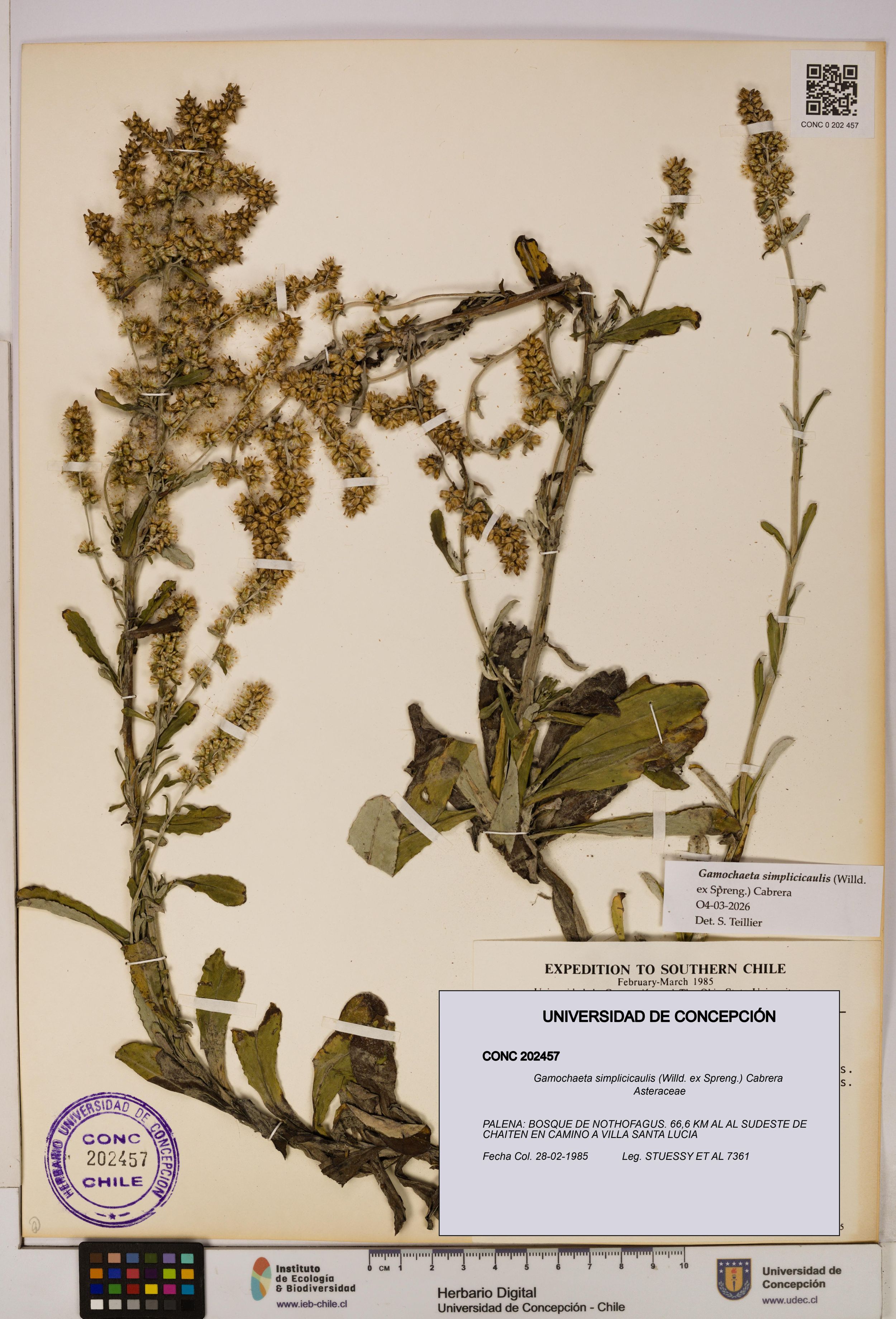 Gamochaeta simplicicaulis [Espécimen: ]