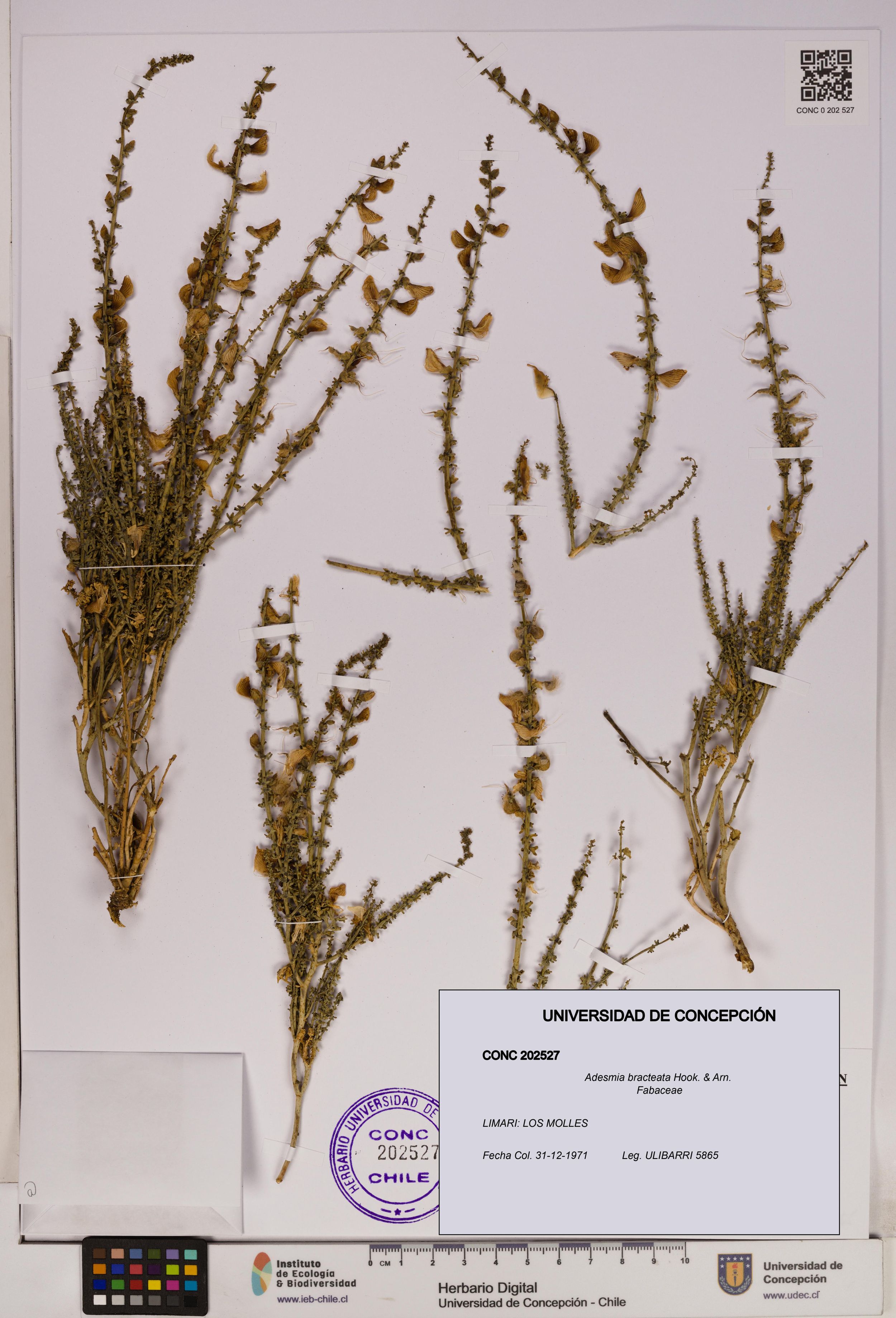 Adesmia bracteata [Espécimen: ]