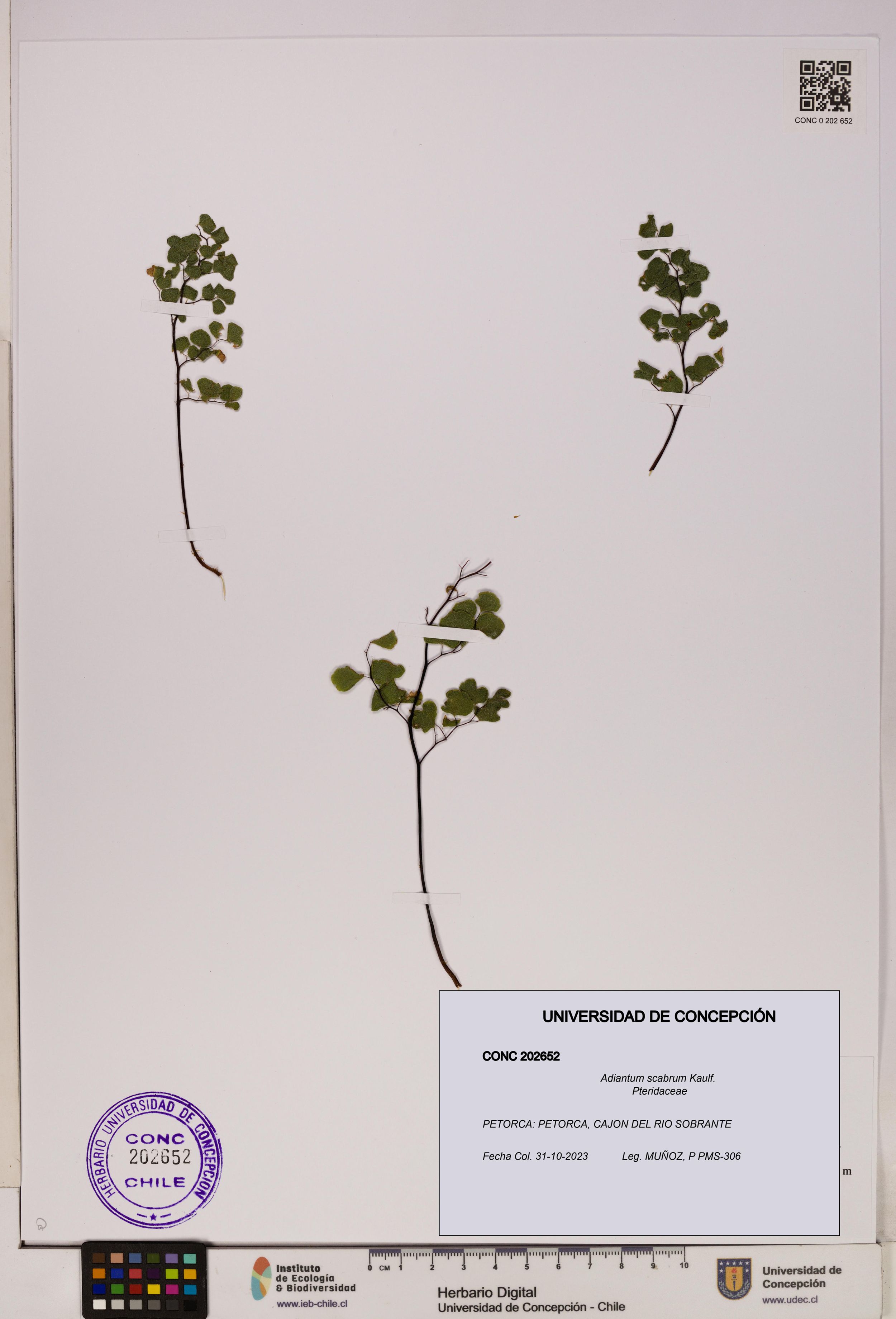 Adiantum scabrum [Espécimen: ]
