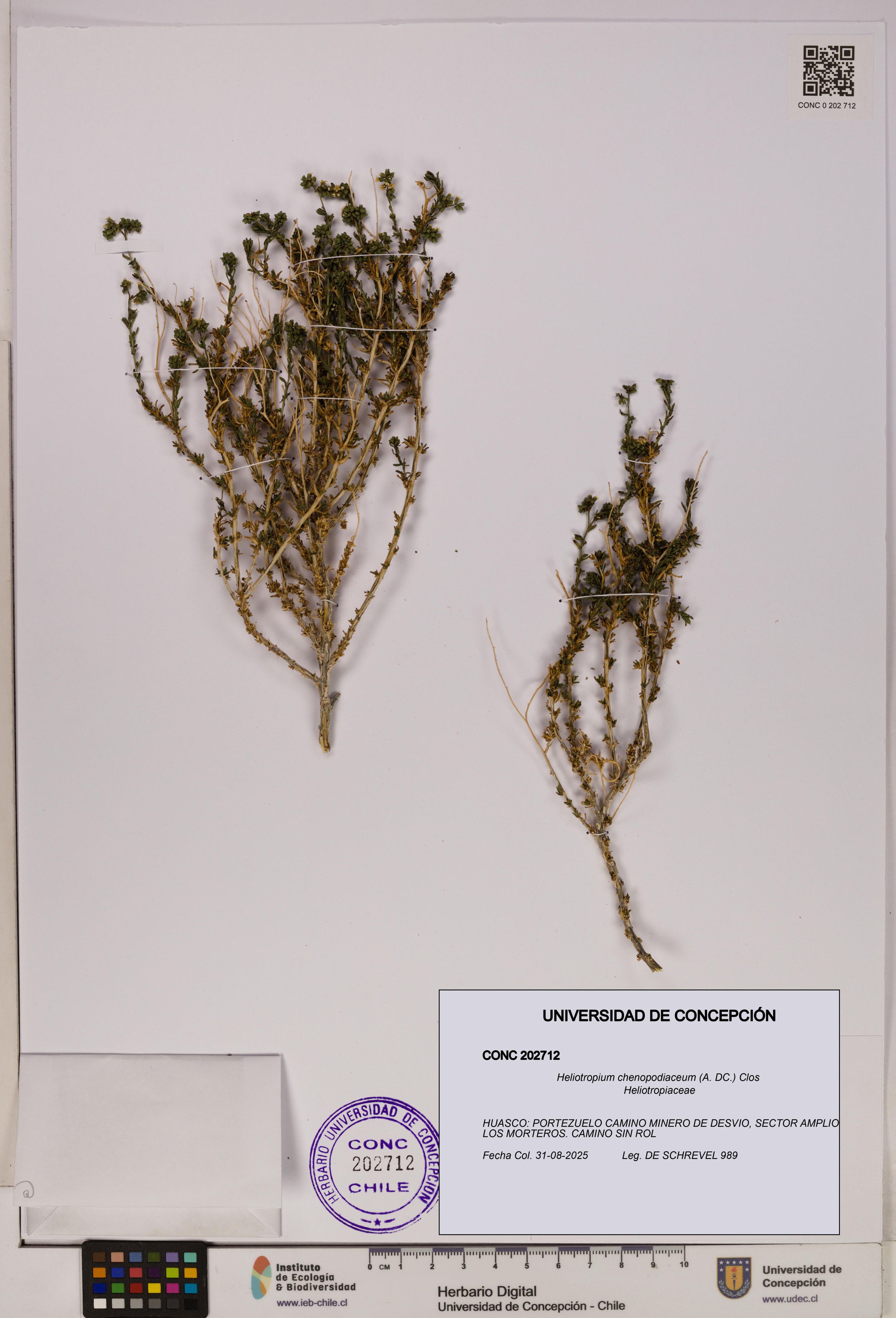 Heliotropium chenopodiaceum [Espécimen: ]