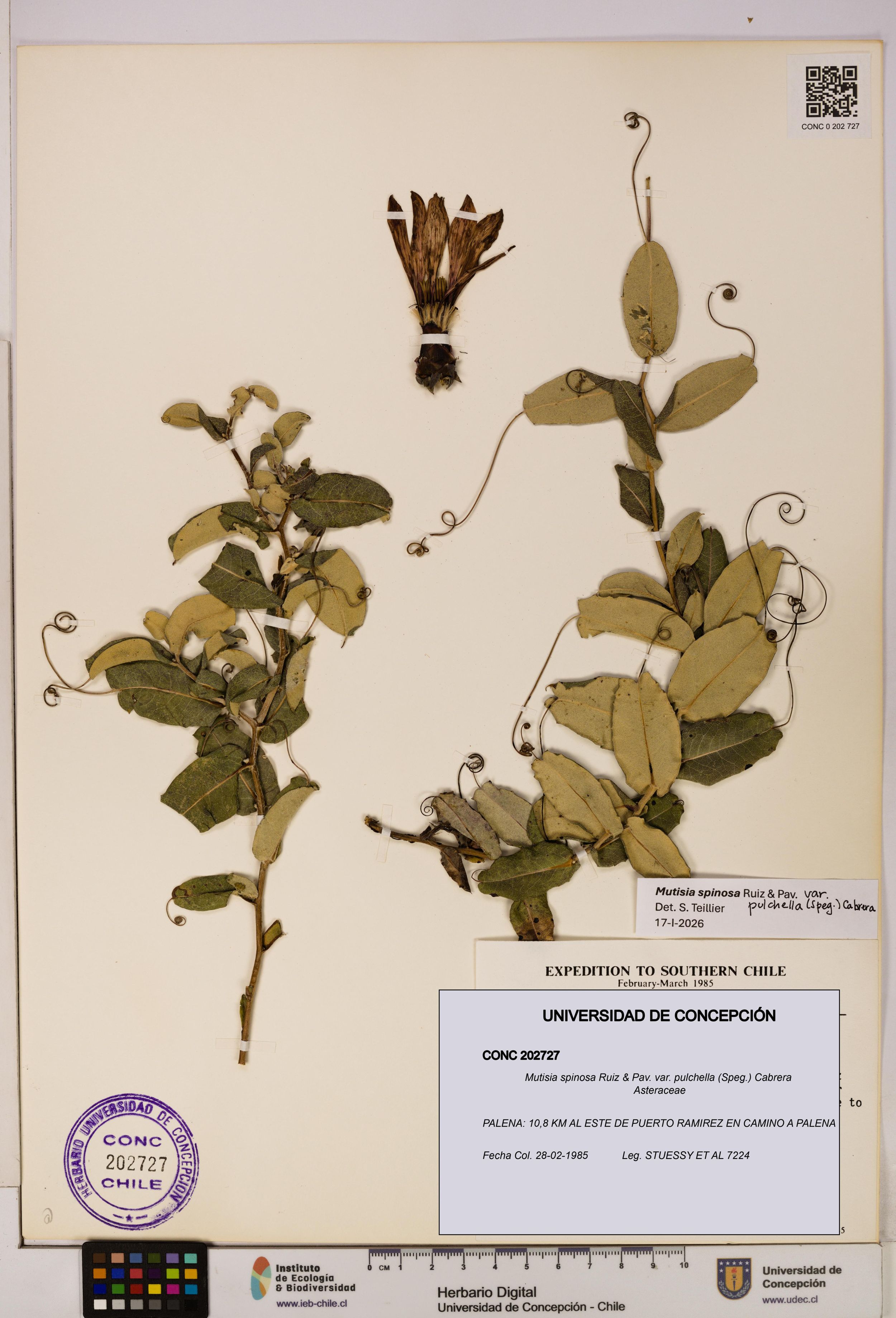 Mutisia spinosa var. pulchella [Espécimen: ]