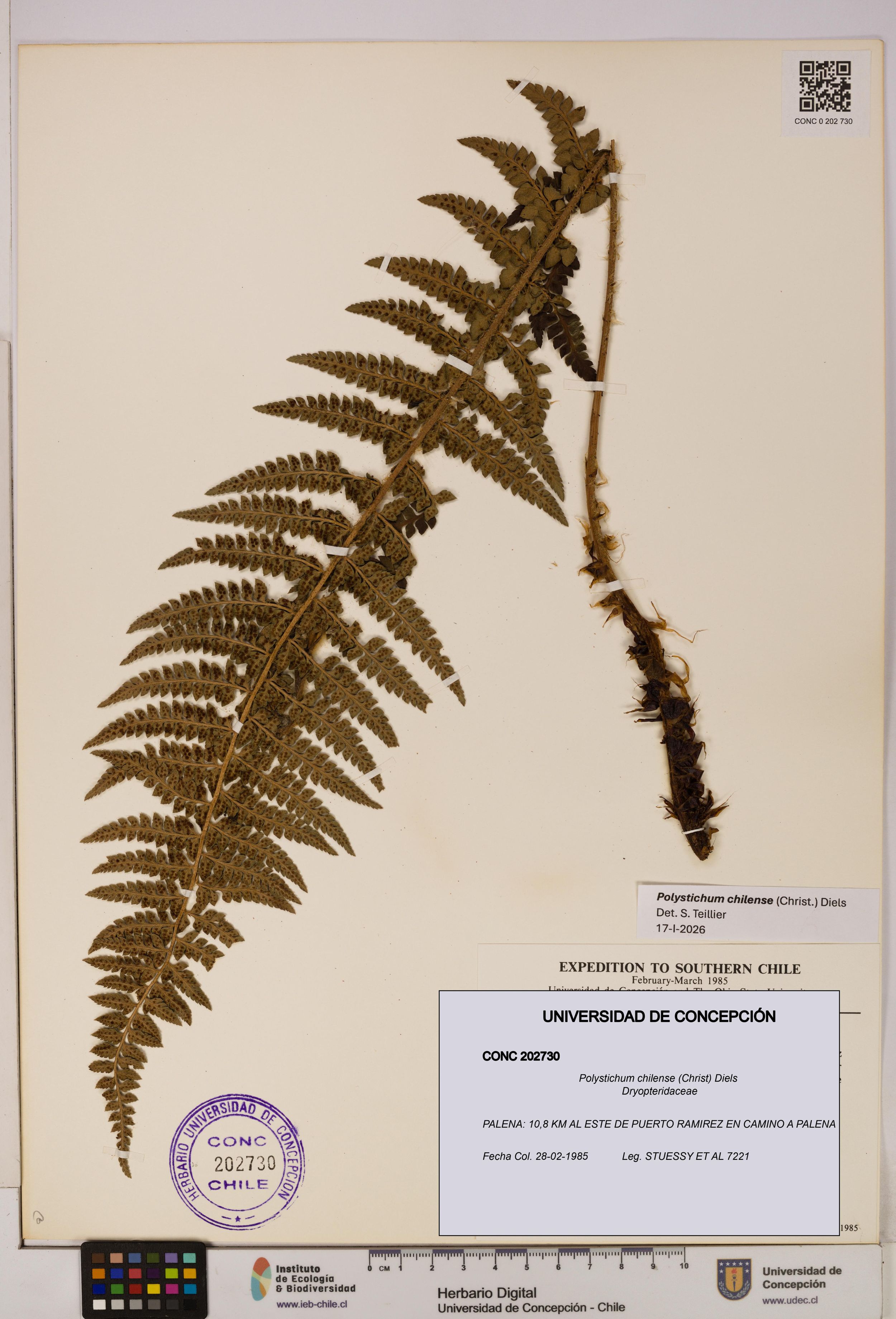Polystichum chilense [Espécimen: ]