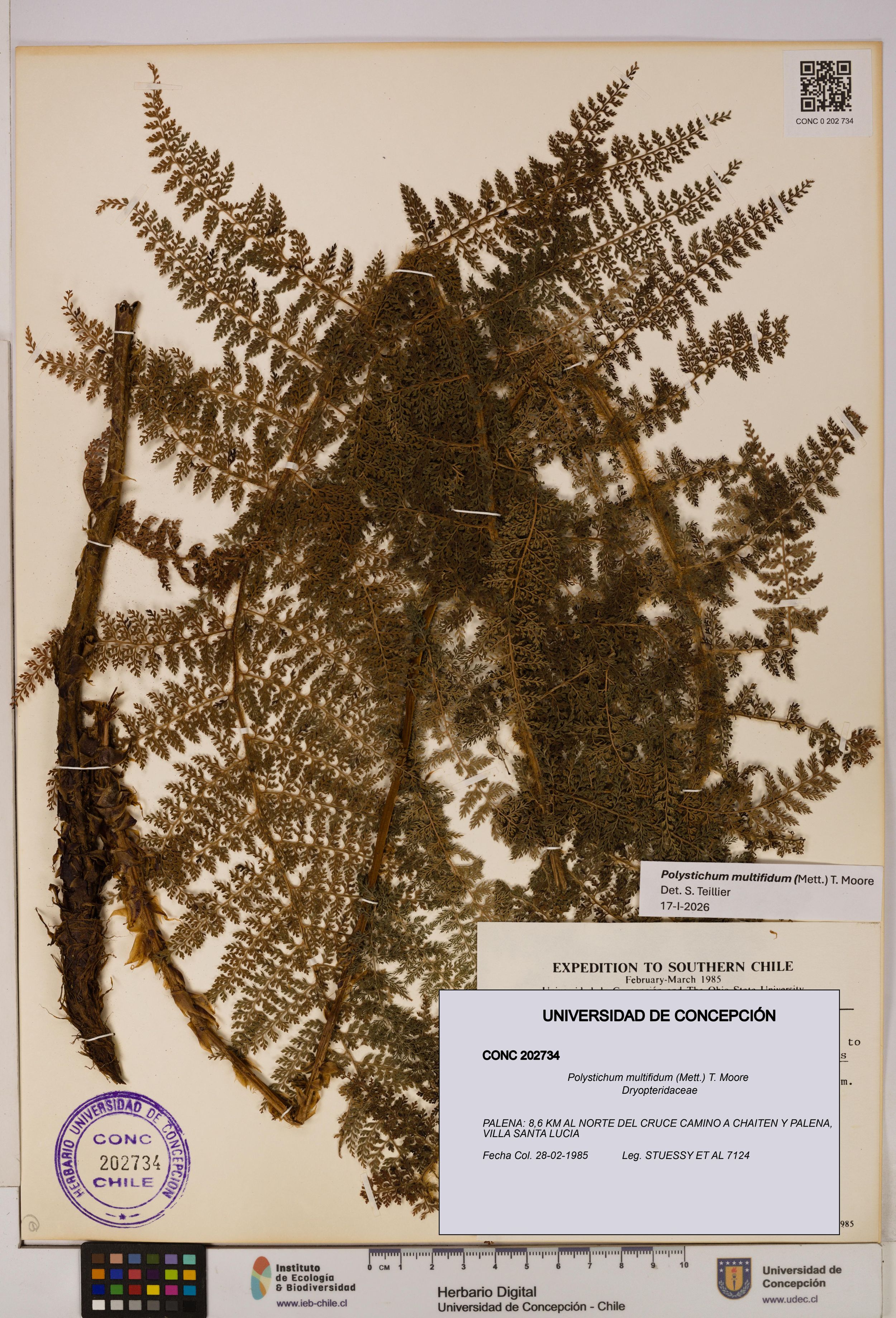 Polystichum multifidum [Espécimen: ]