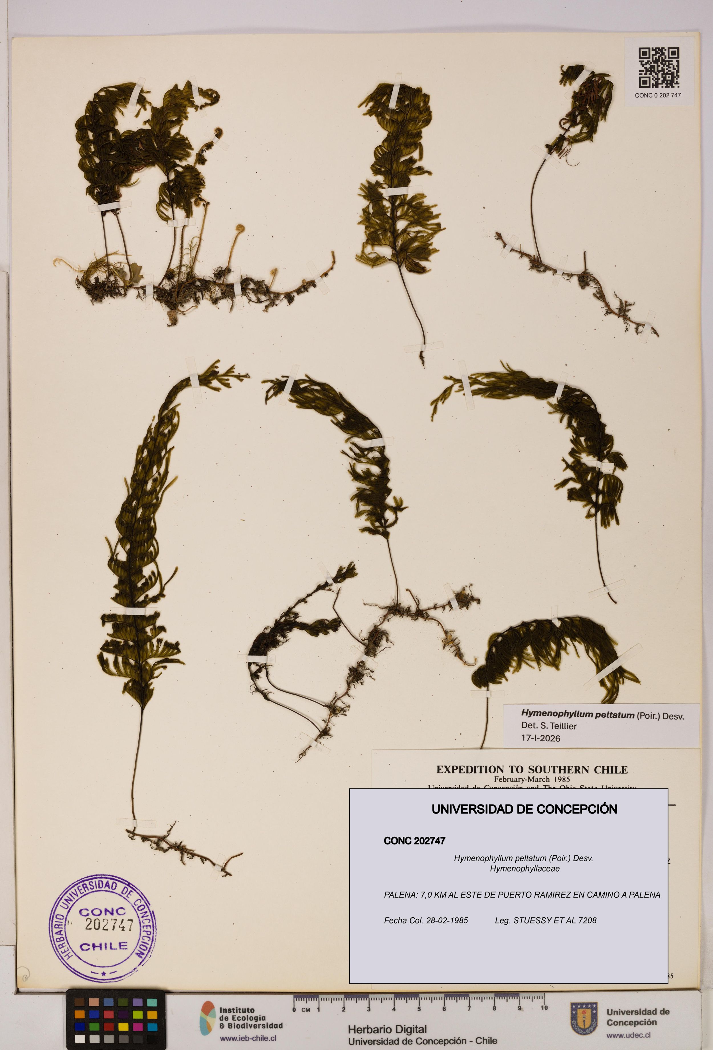 Hymenophyllum peltatum [Espécimen: ]