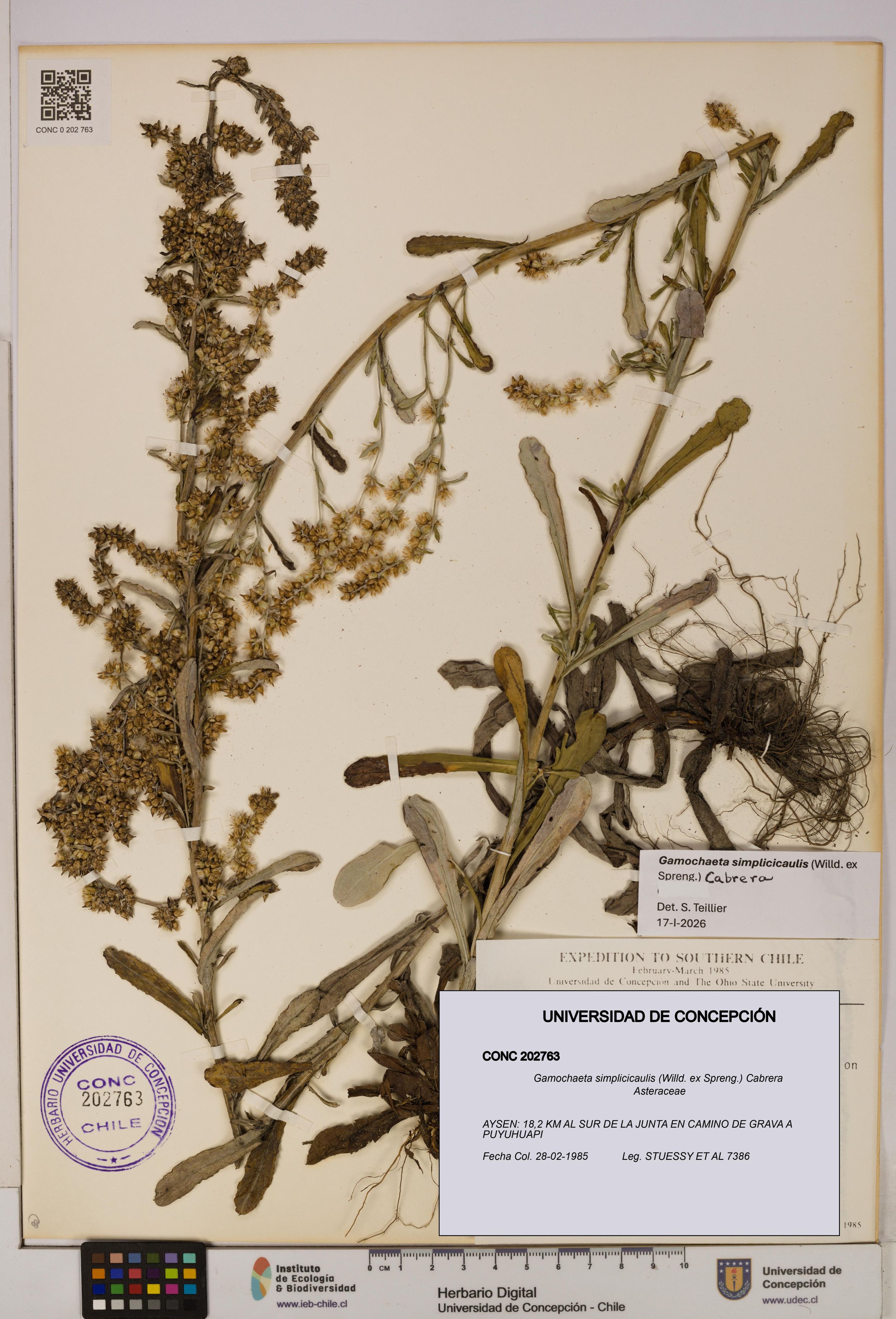 Gamochaeta simplicicaulis [Espécimen: ]