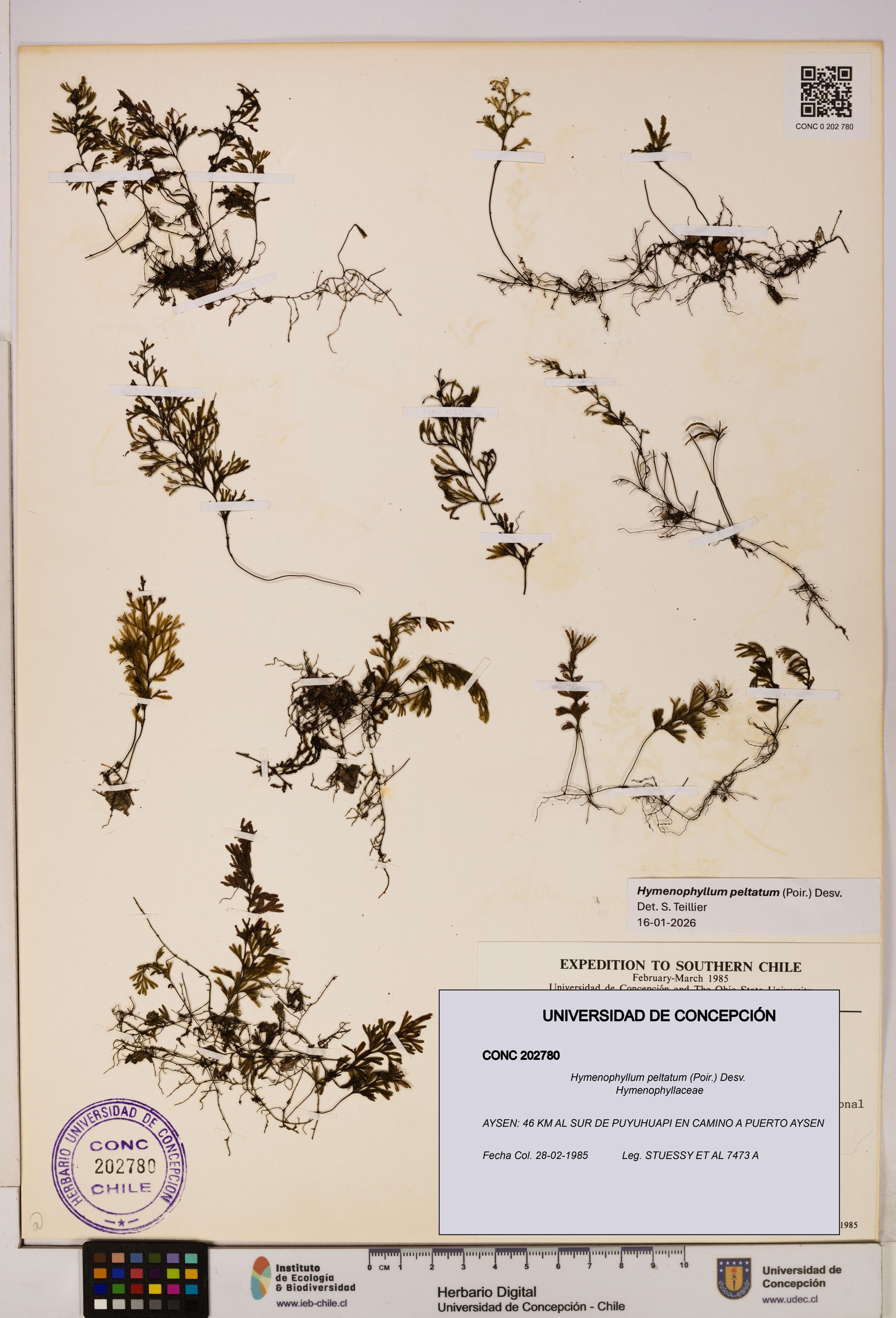 Hymenophyllum peltatum [Espécimen: ]