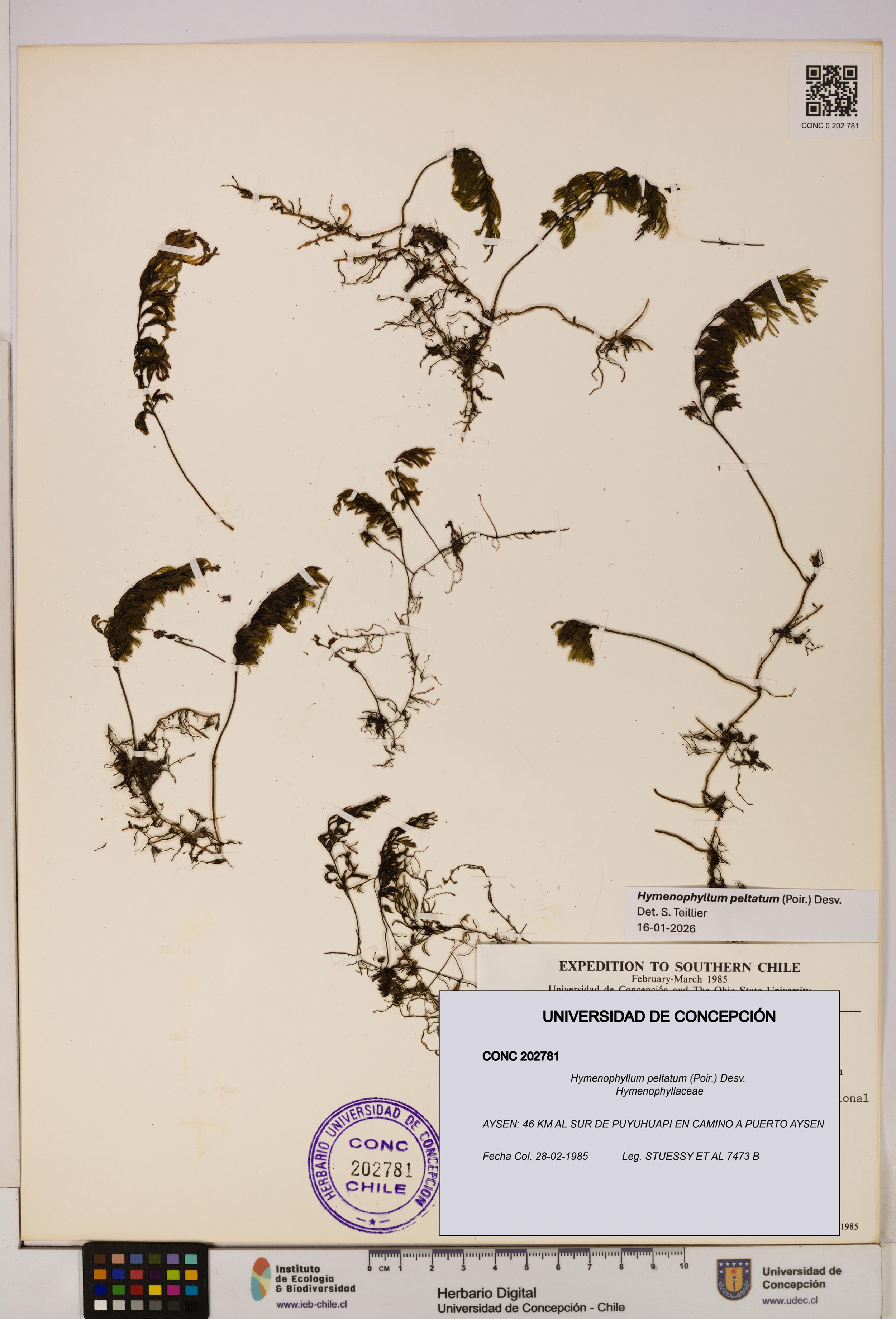 Hymenophyllum peltatum [Espécimen: ]