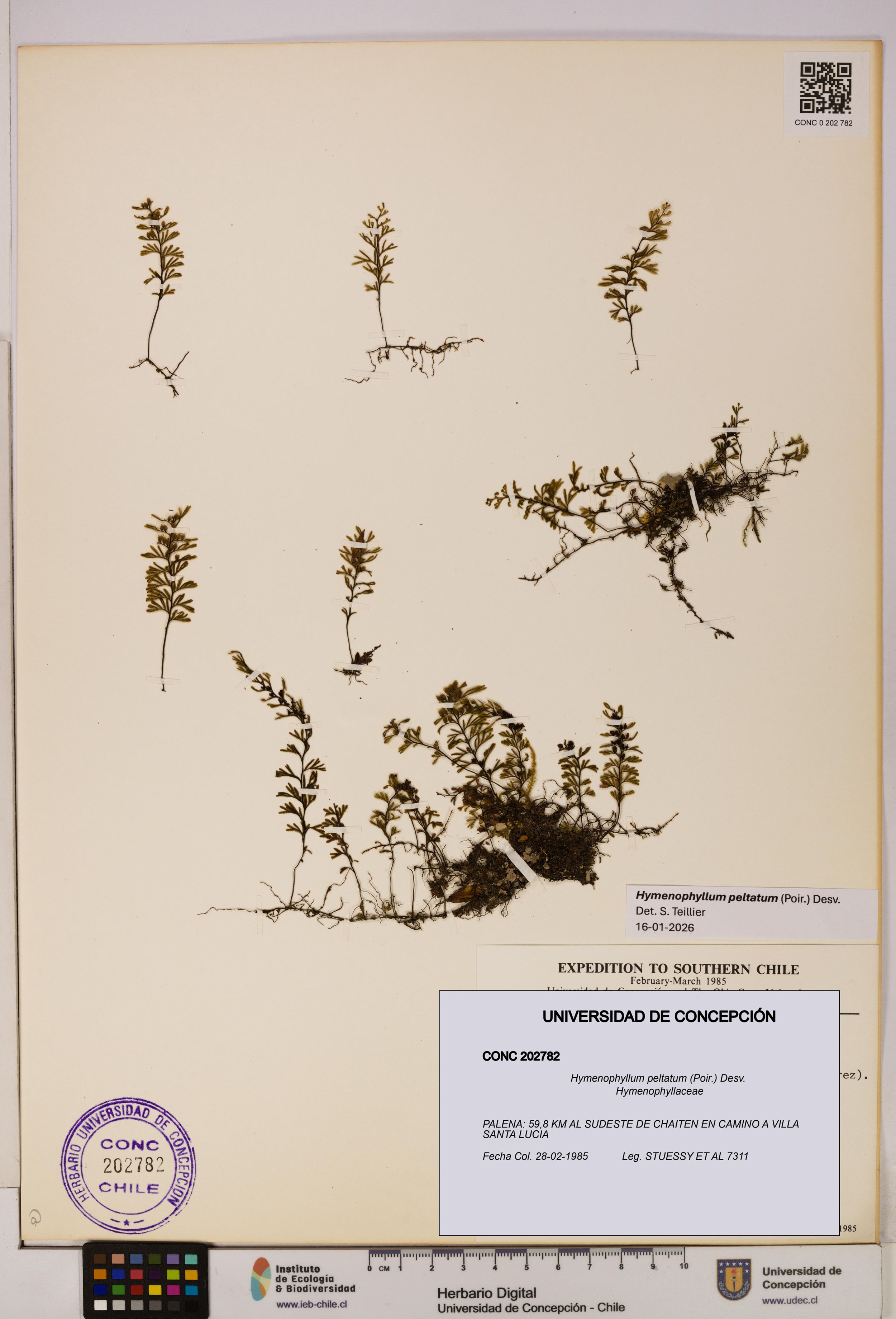 Hymenophyllum peltatum [Espécimen: ]