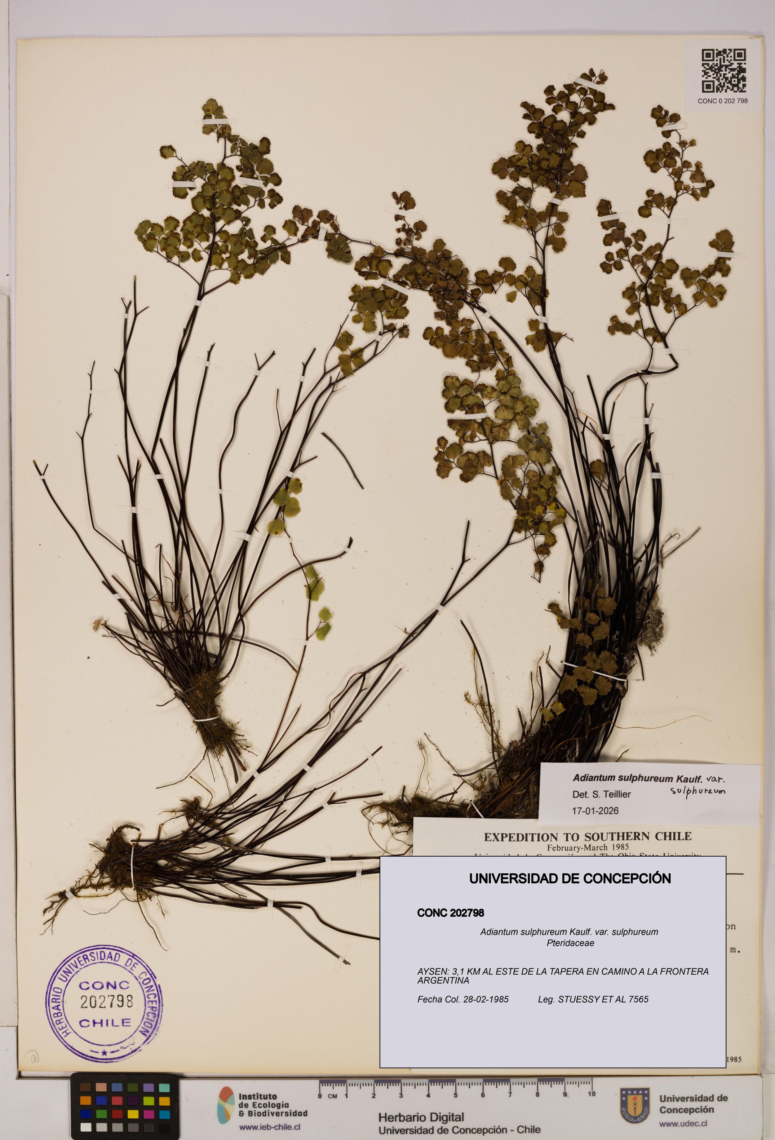 Adiantum sulphureum var. sulphureum [Espécimen: ]