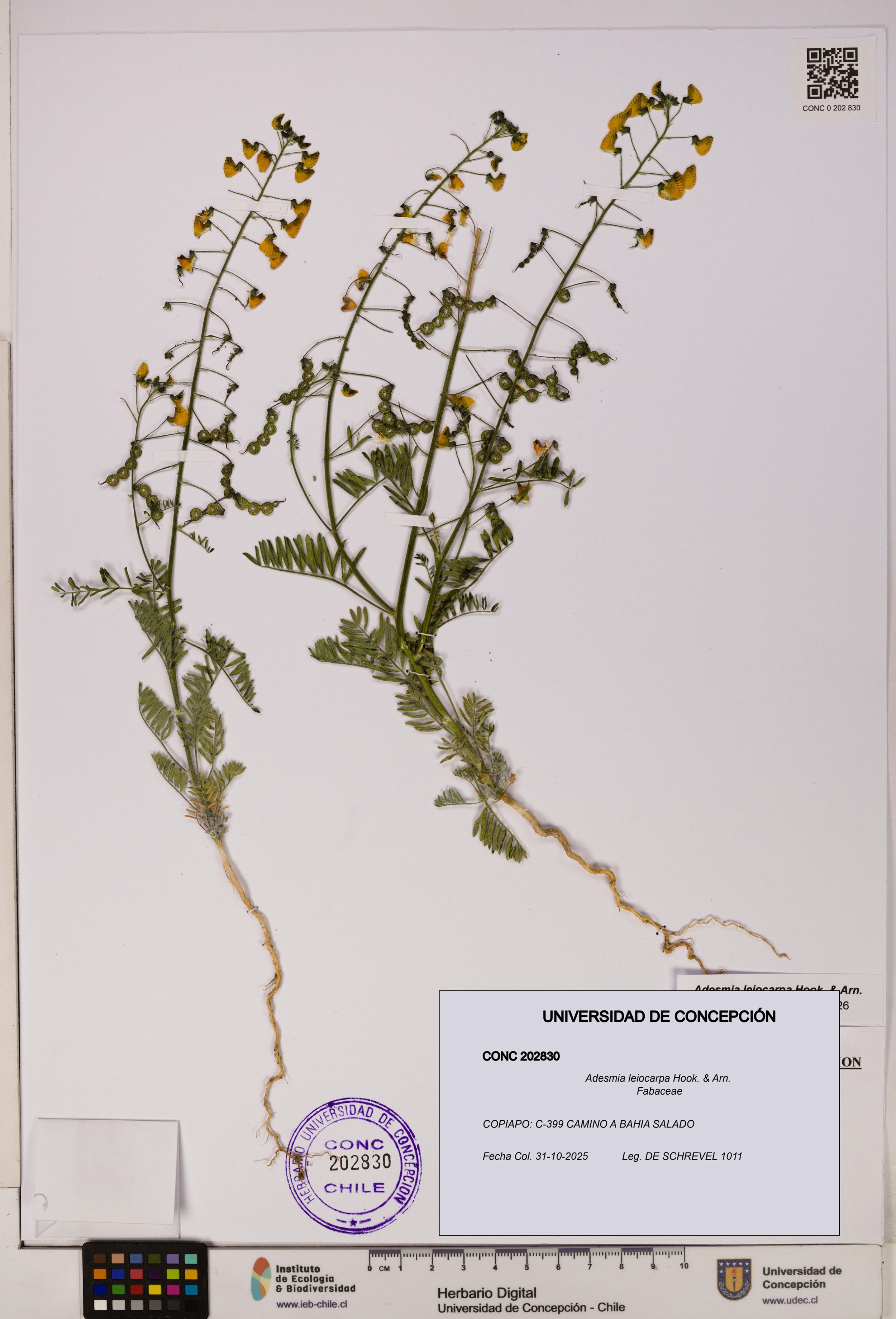 Adesmia leiocarpa [Espécimen: ]
